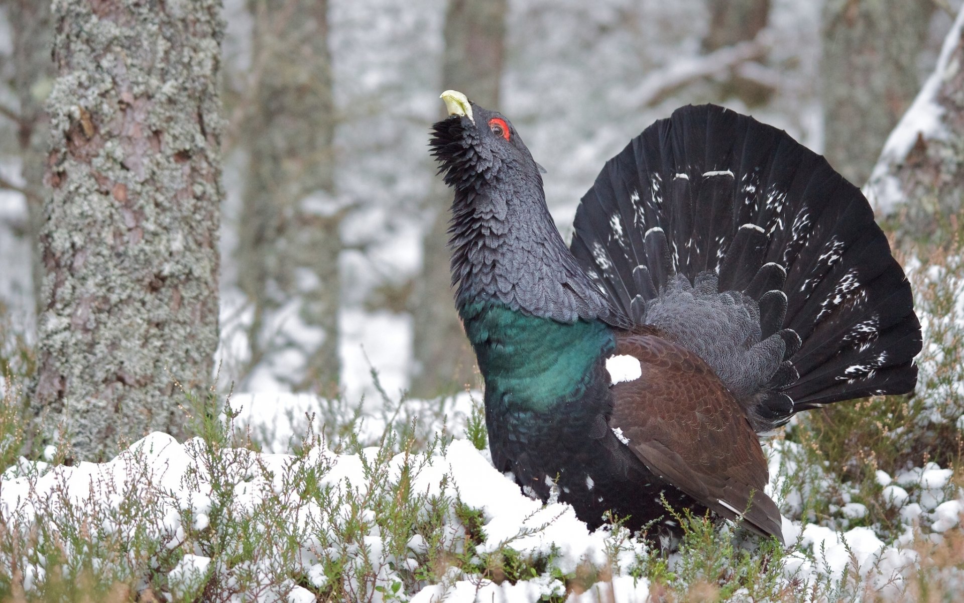 grouse poultry winter snow forest