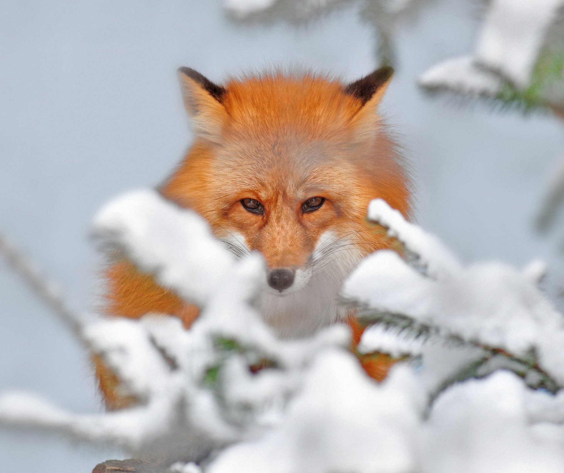 natur schnee fuchs schönheit zweige