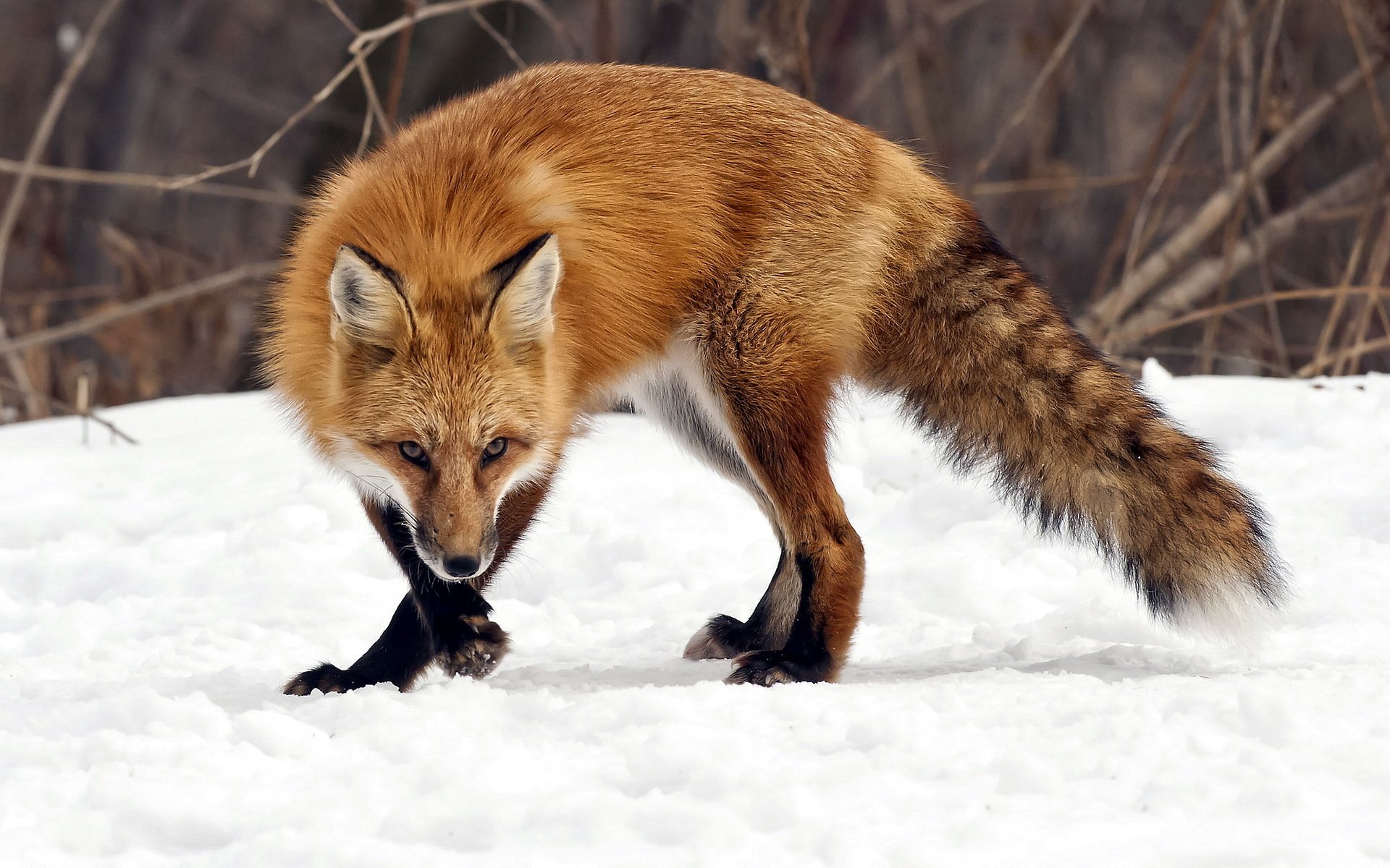 renard nature hiver