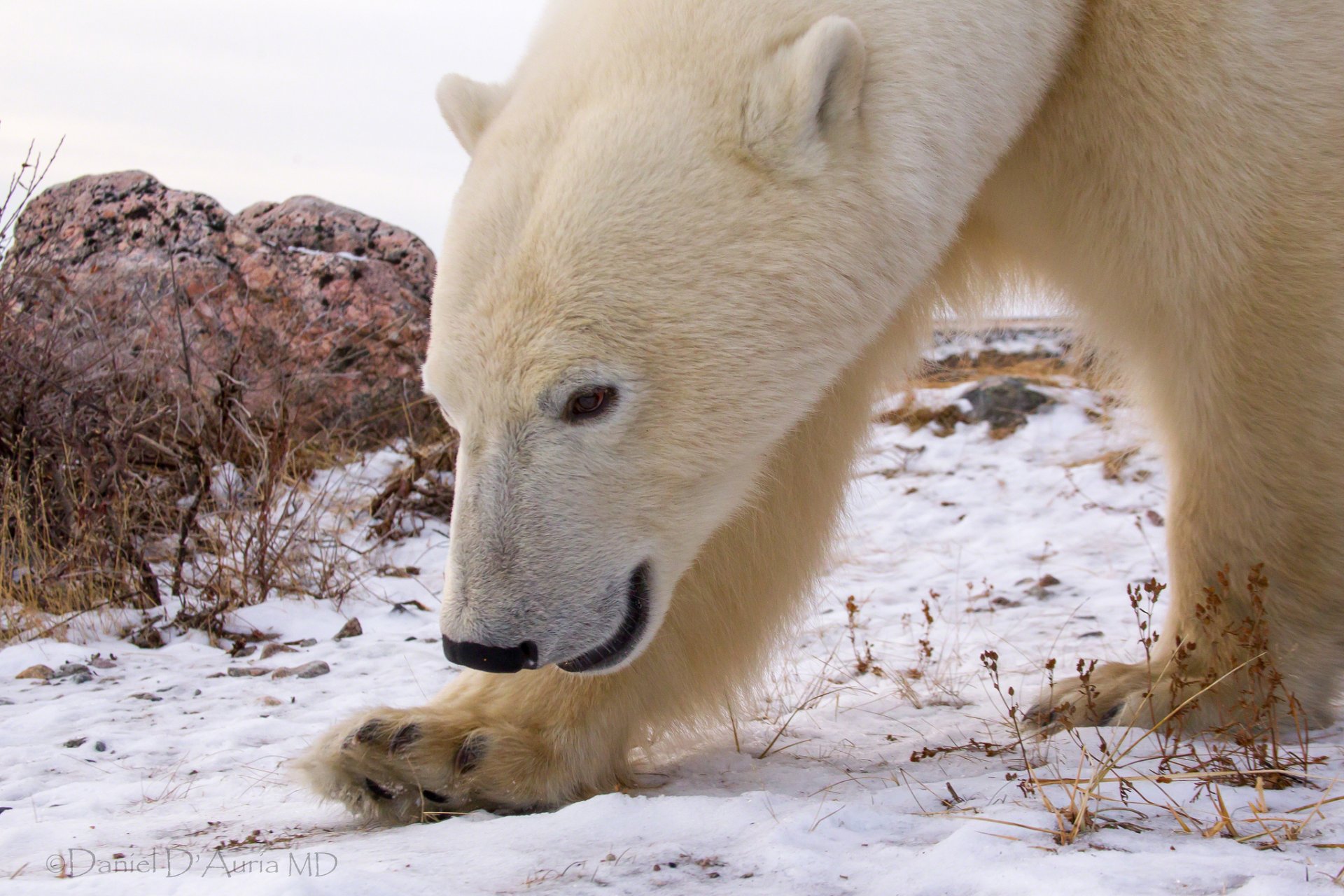 eisbär schnee stein