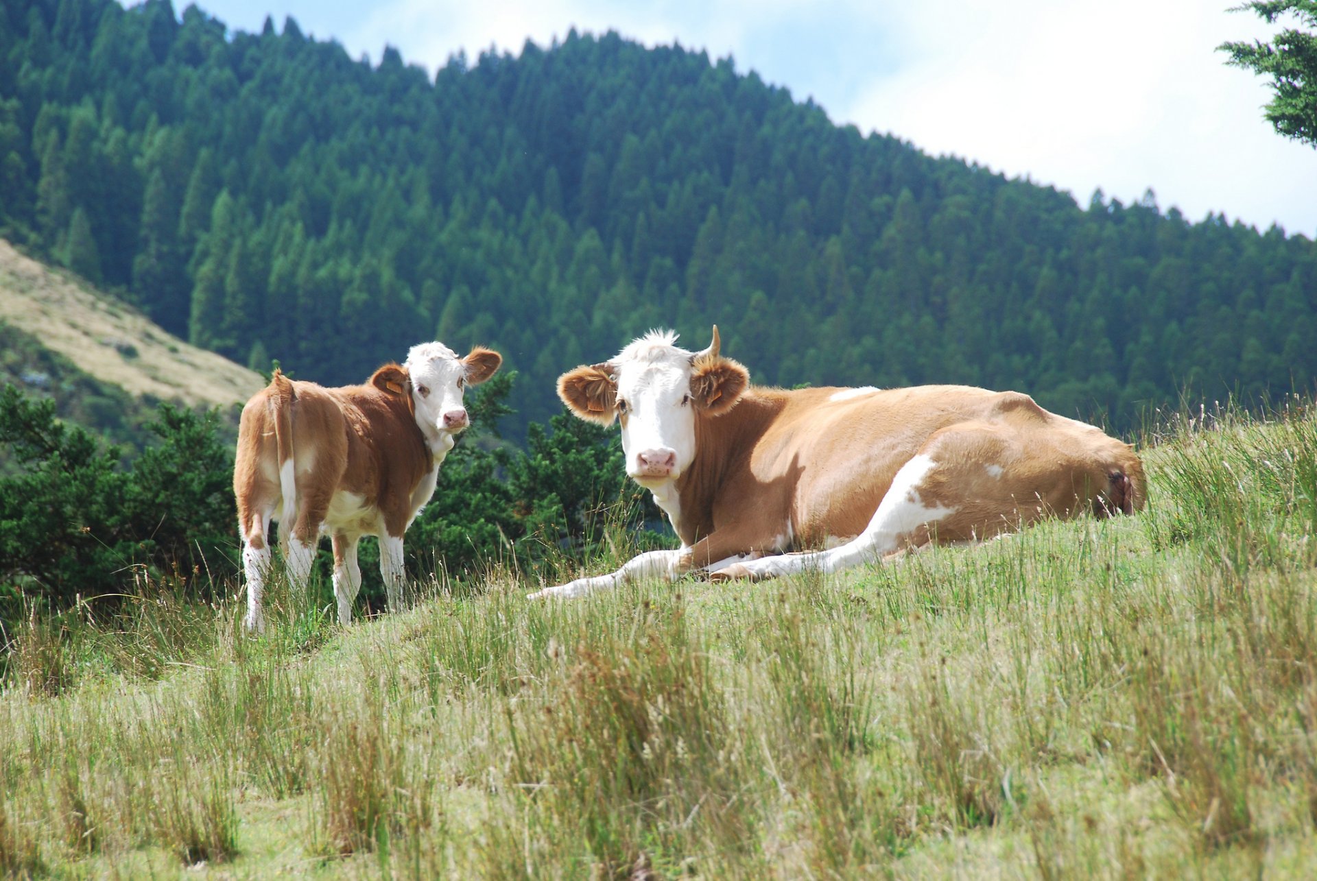 forêt collines vaches