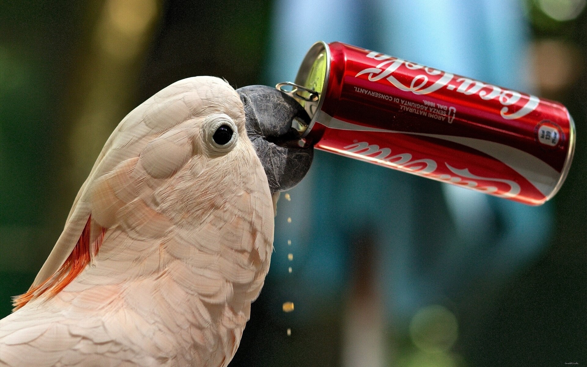 kakadu papagei coca-cola durst bank