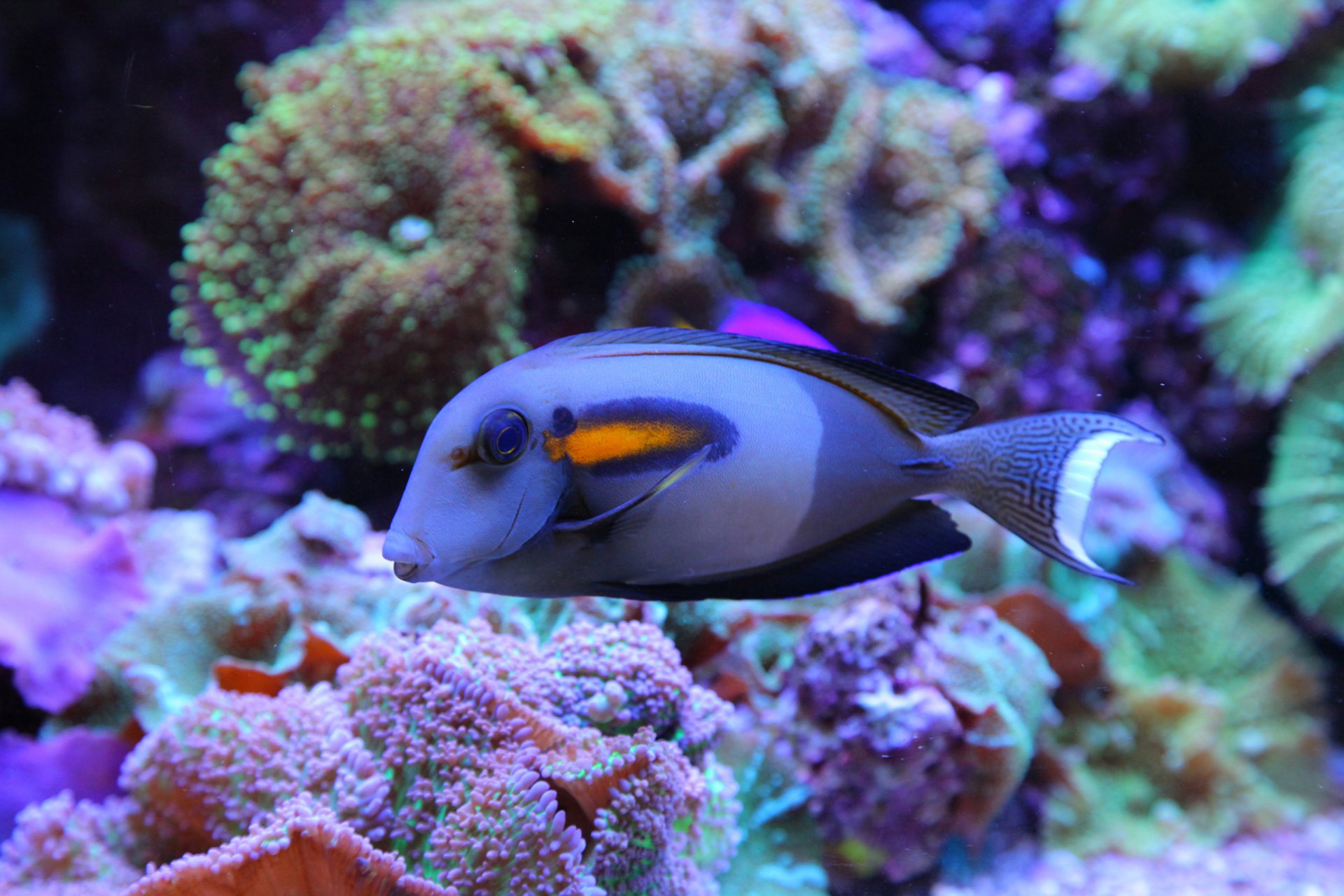 bleu poisson eau océan mer récif de corail beau poisson monde sous-marin