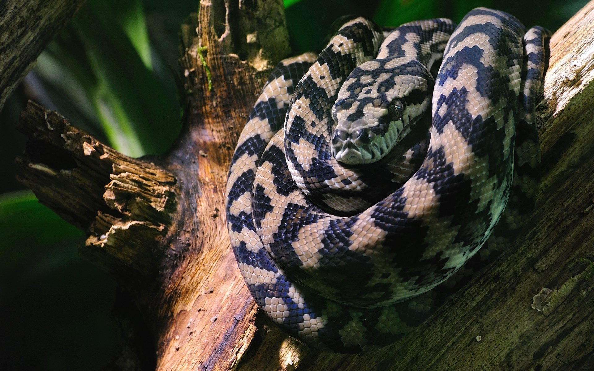 serpiente boa anillos