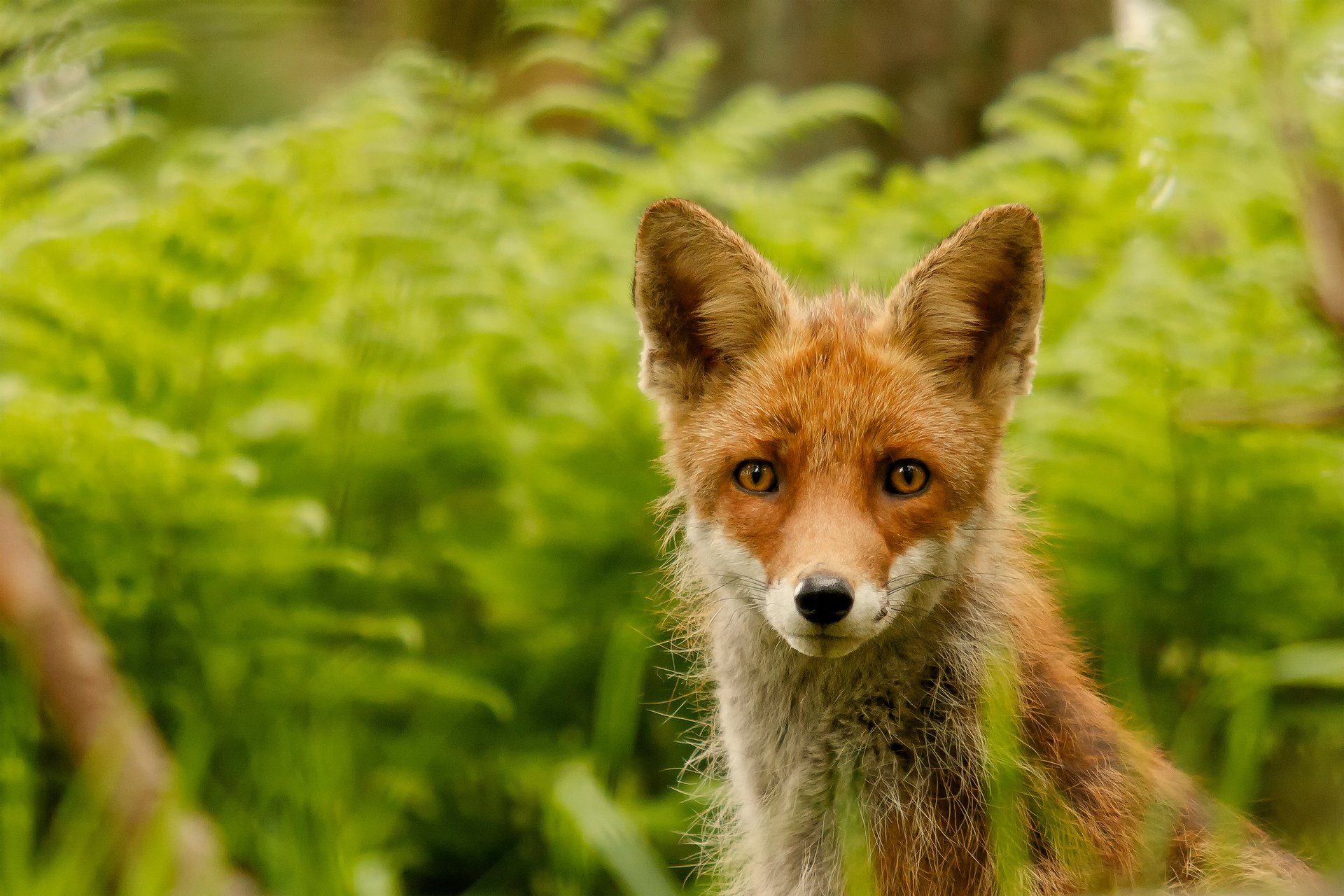 fuchs fuchs schaut blick