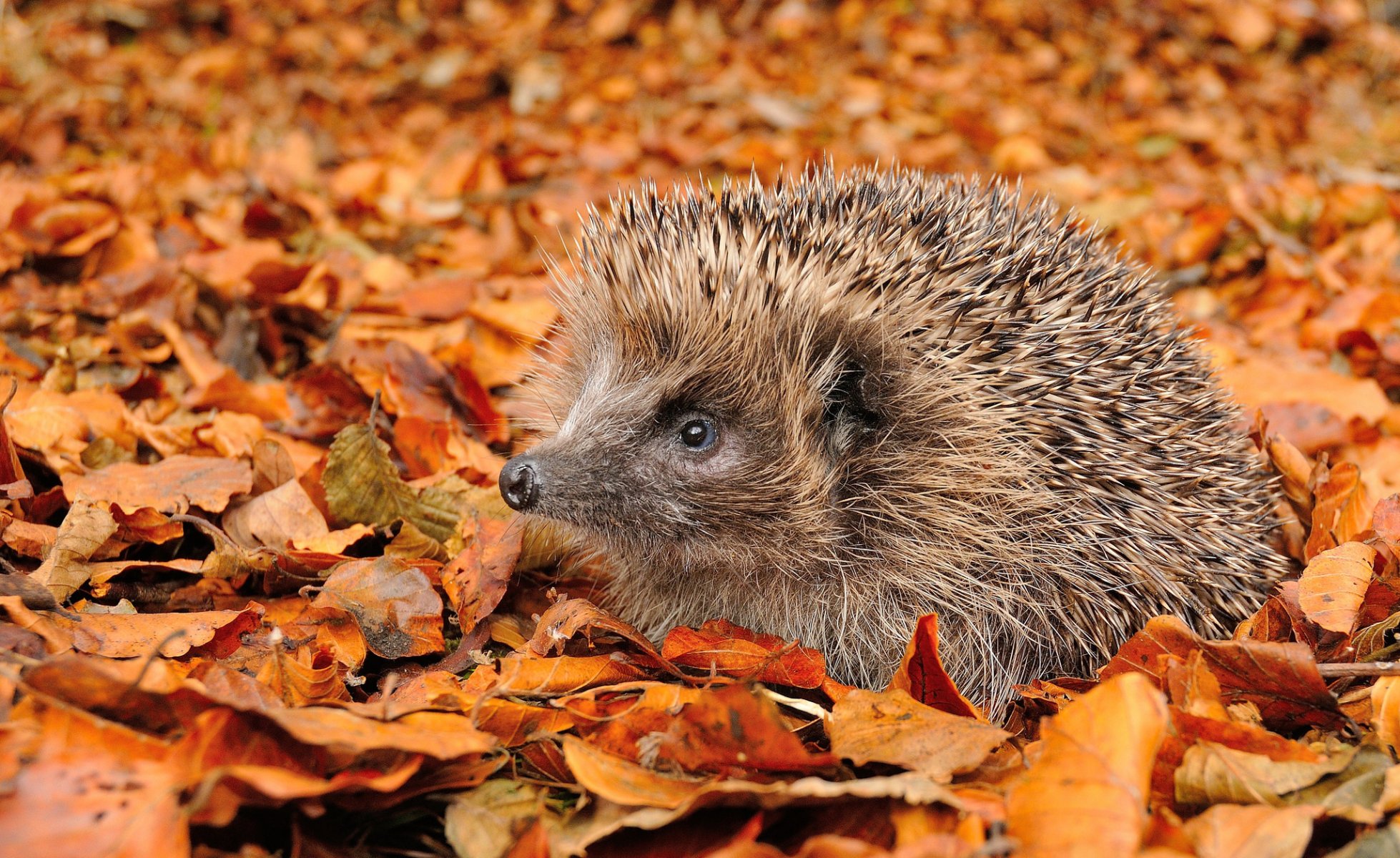 hojas otoño