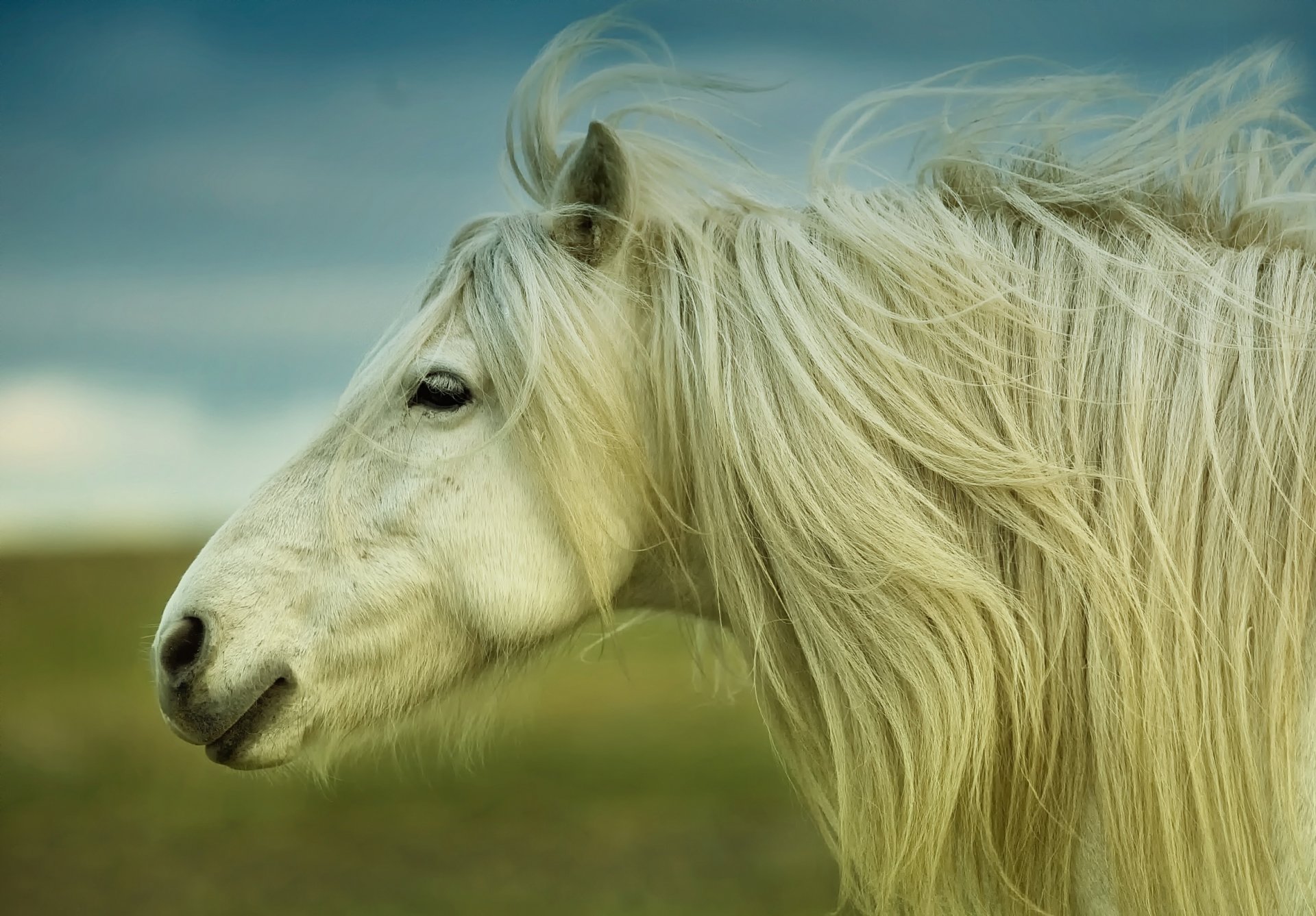 horse mane