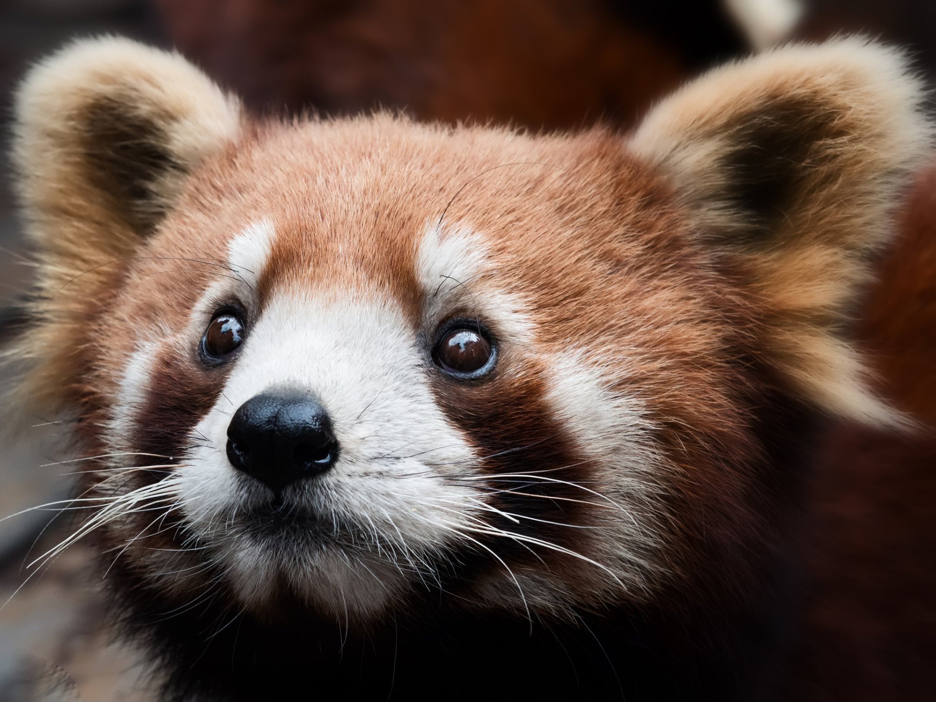 panda rouge museau fond gros plan