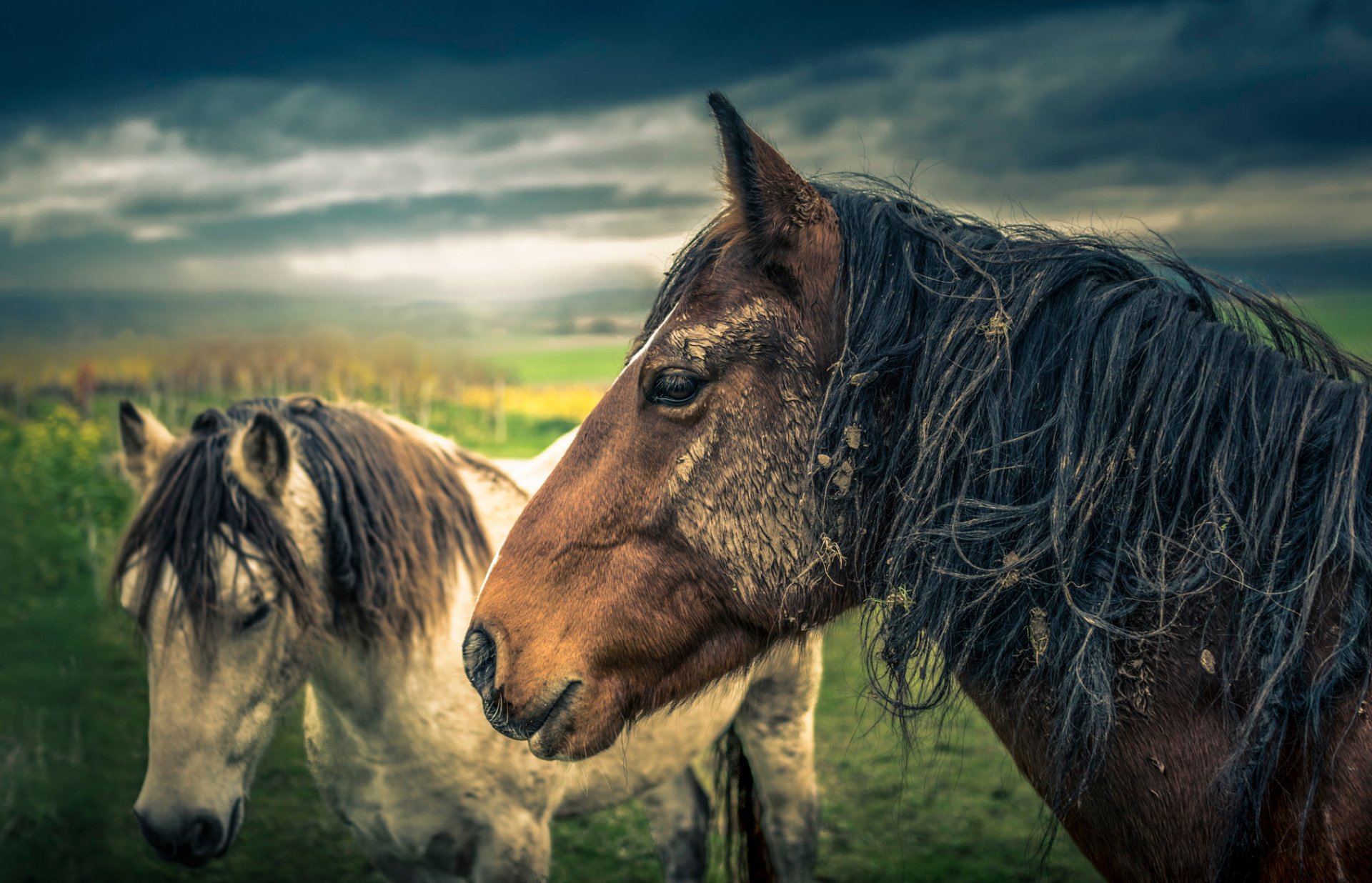 caballo caballo naturaleza