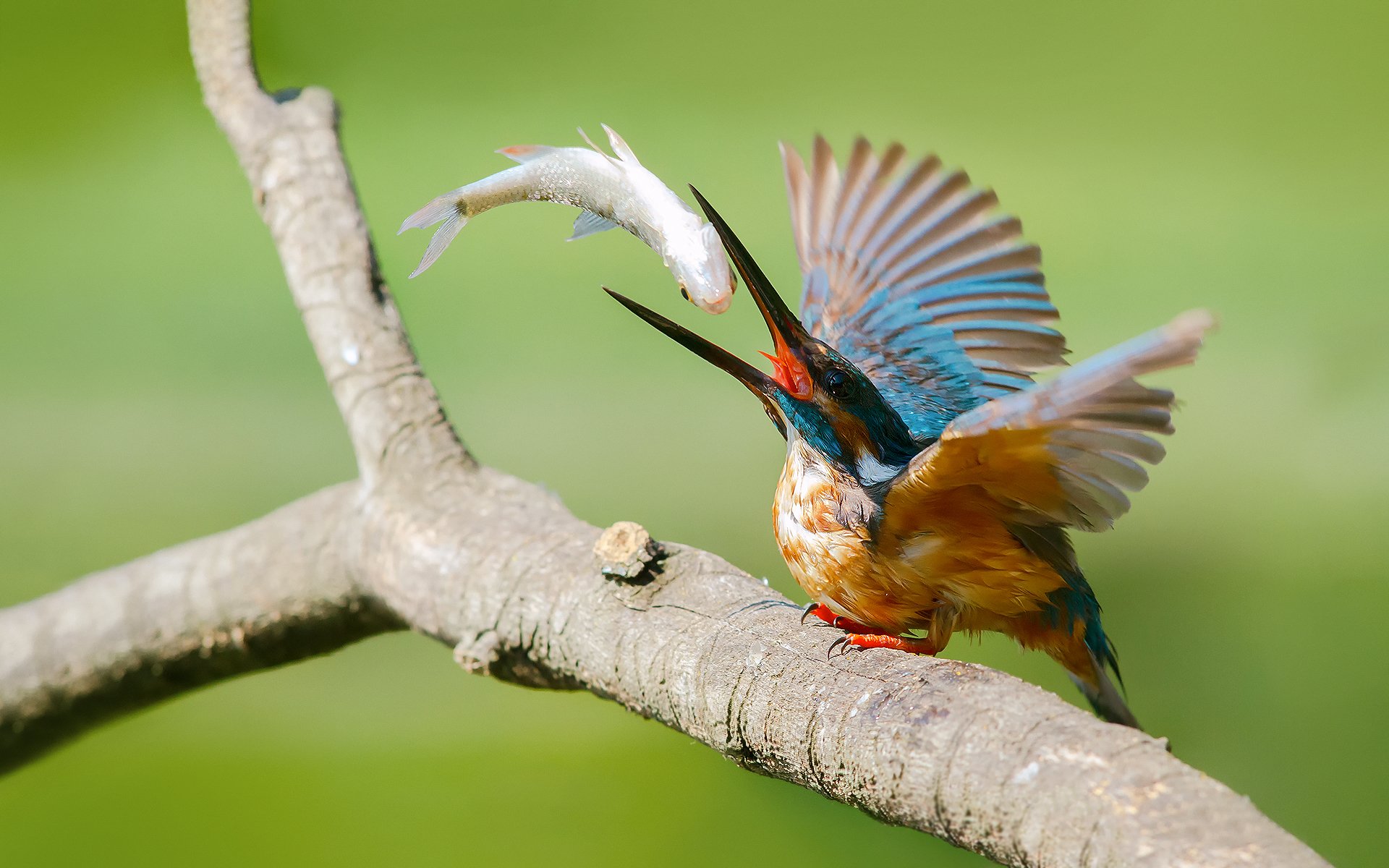 oiseau martin-pêcheur commun alcedo atthis martin-pêcheur capture poisson branche