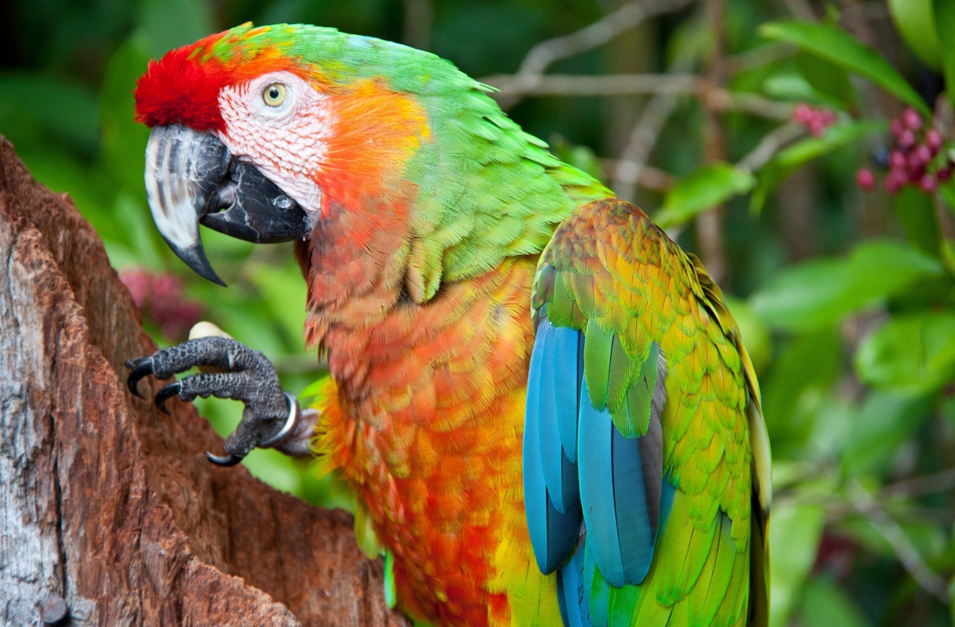 loro pájaro brillante multicolor