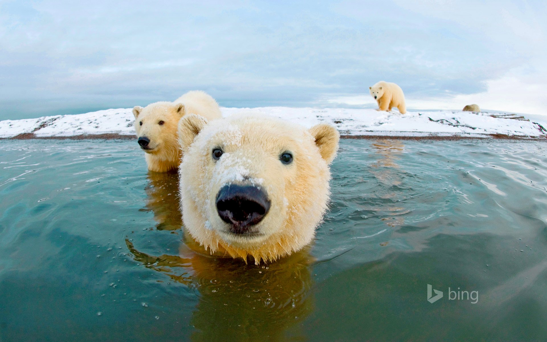 ours polaire ourson arctique ciel mer