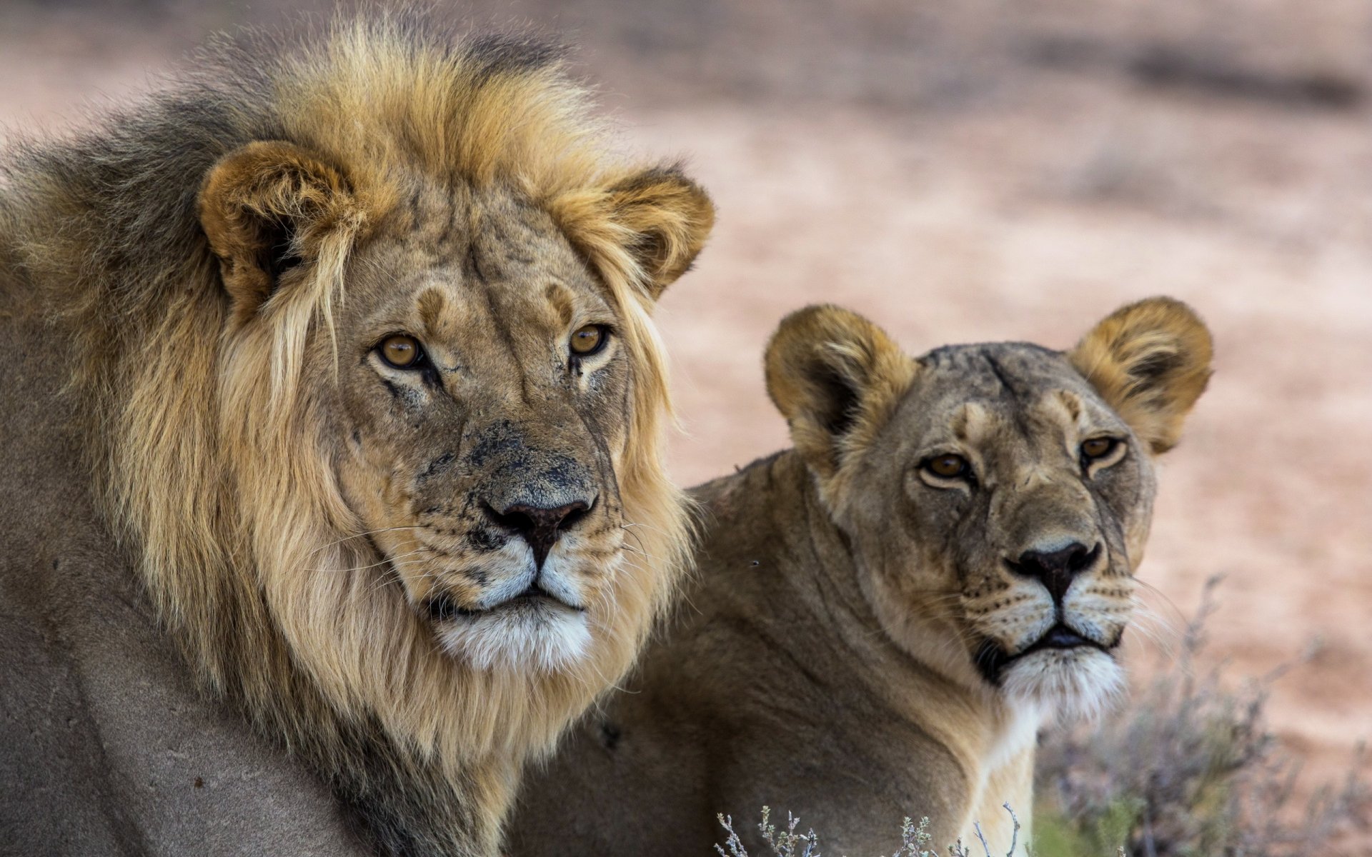 leones naturaleza fondo