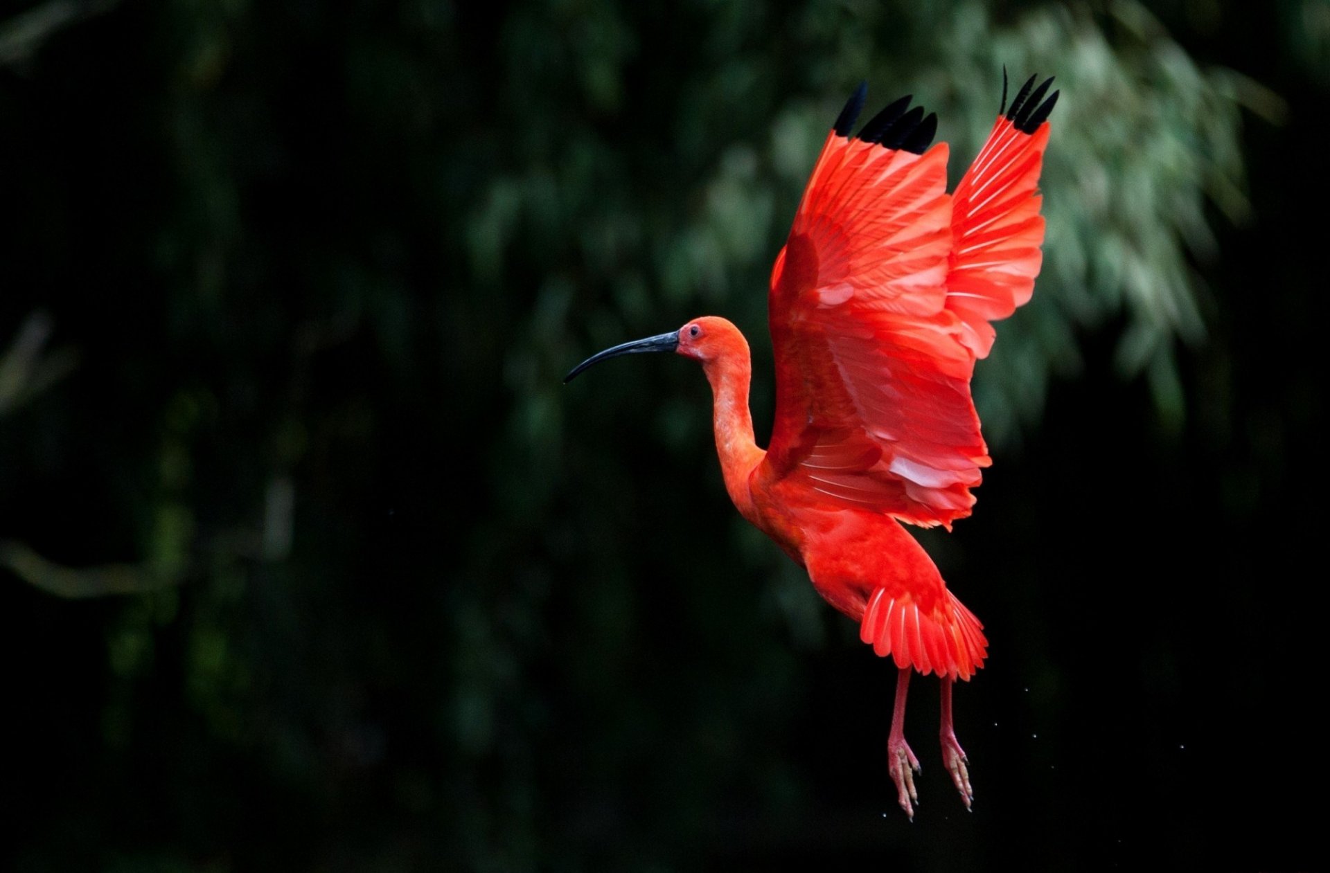 ibis fliegen flügel