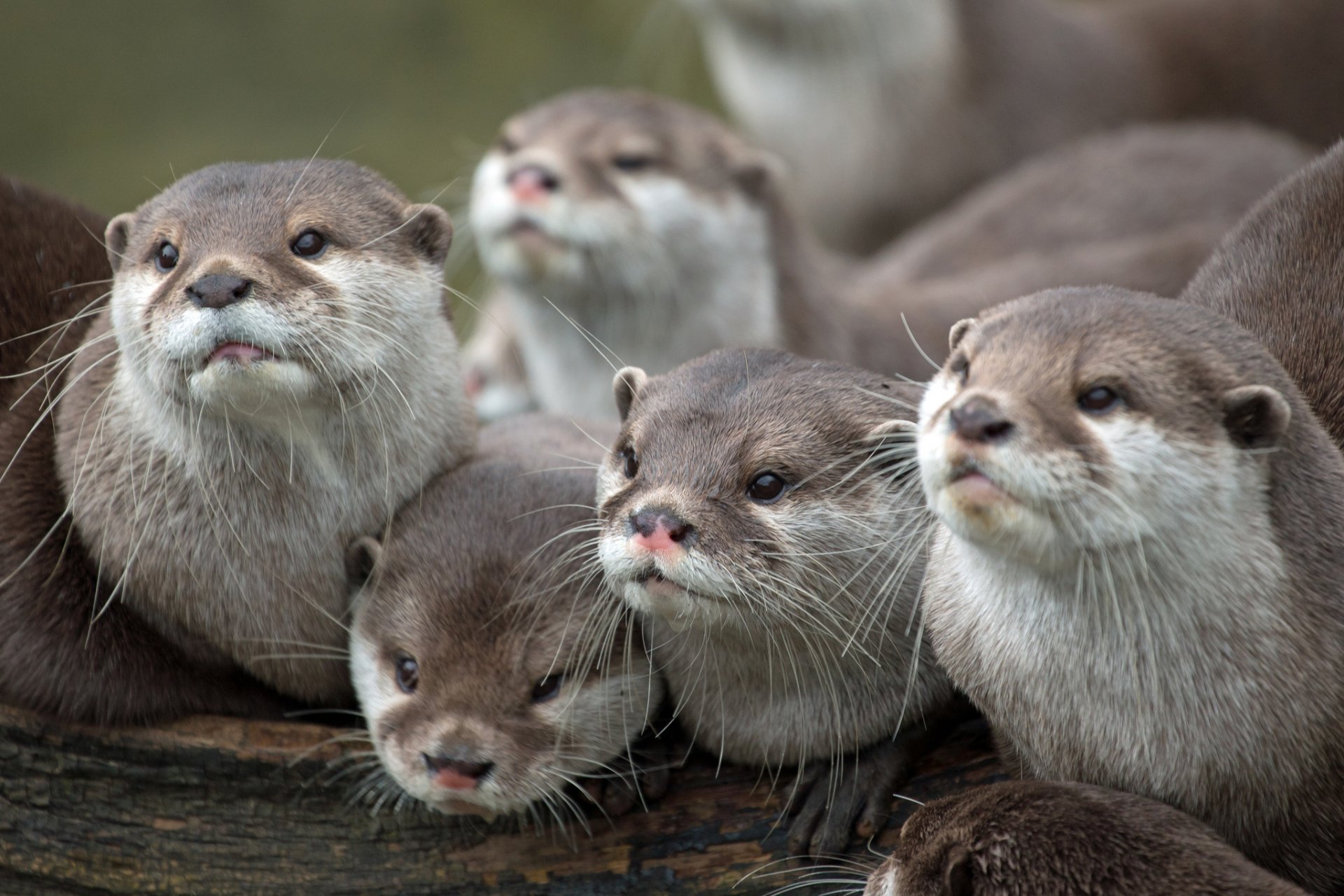 loutres famille museau regarder