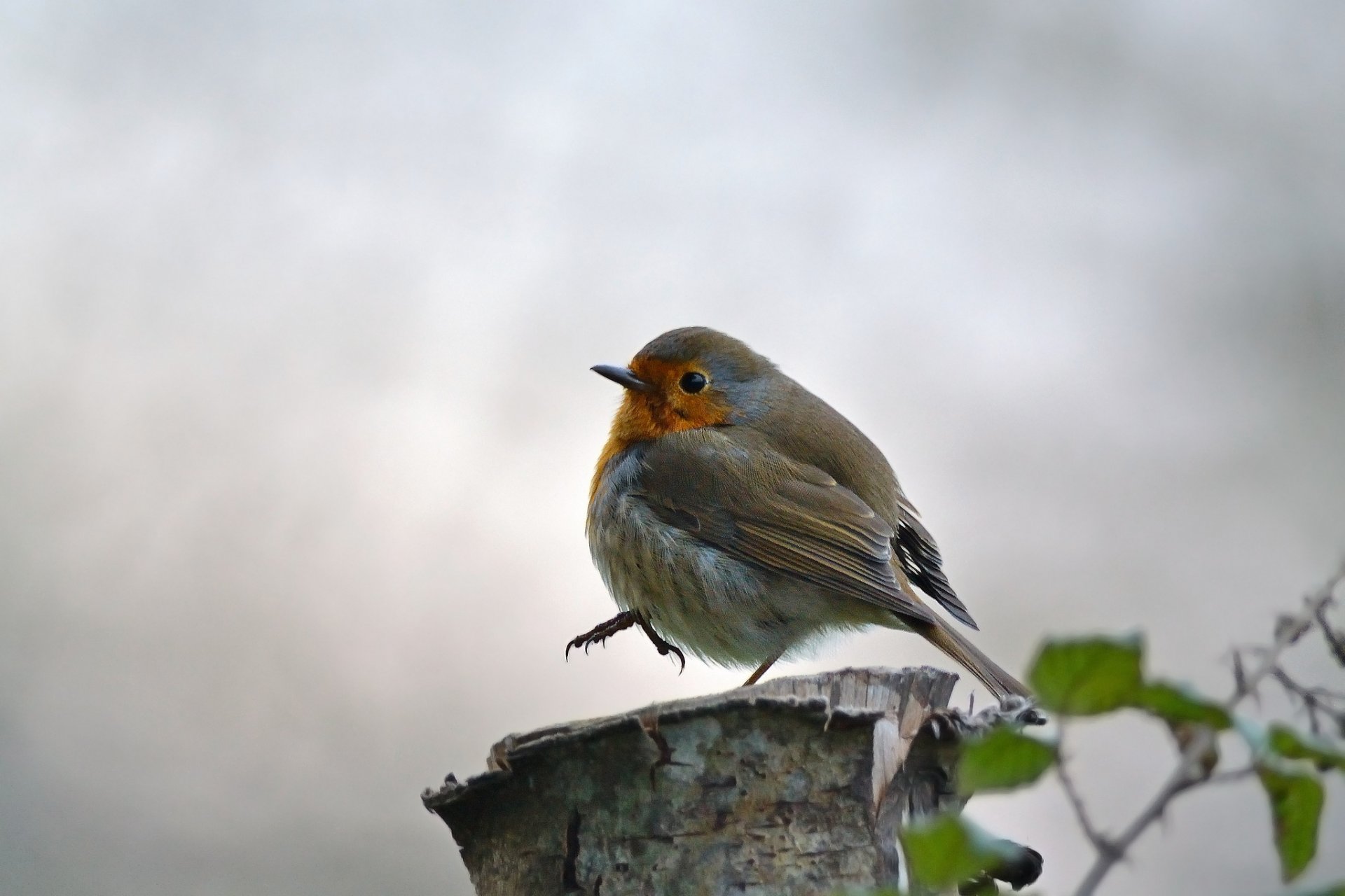 souche branche feuilles oiseau fond