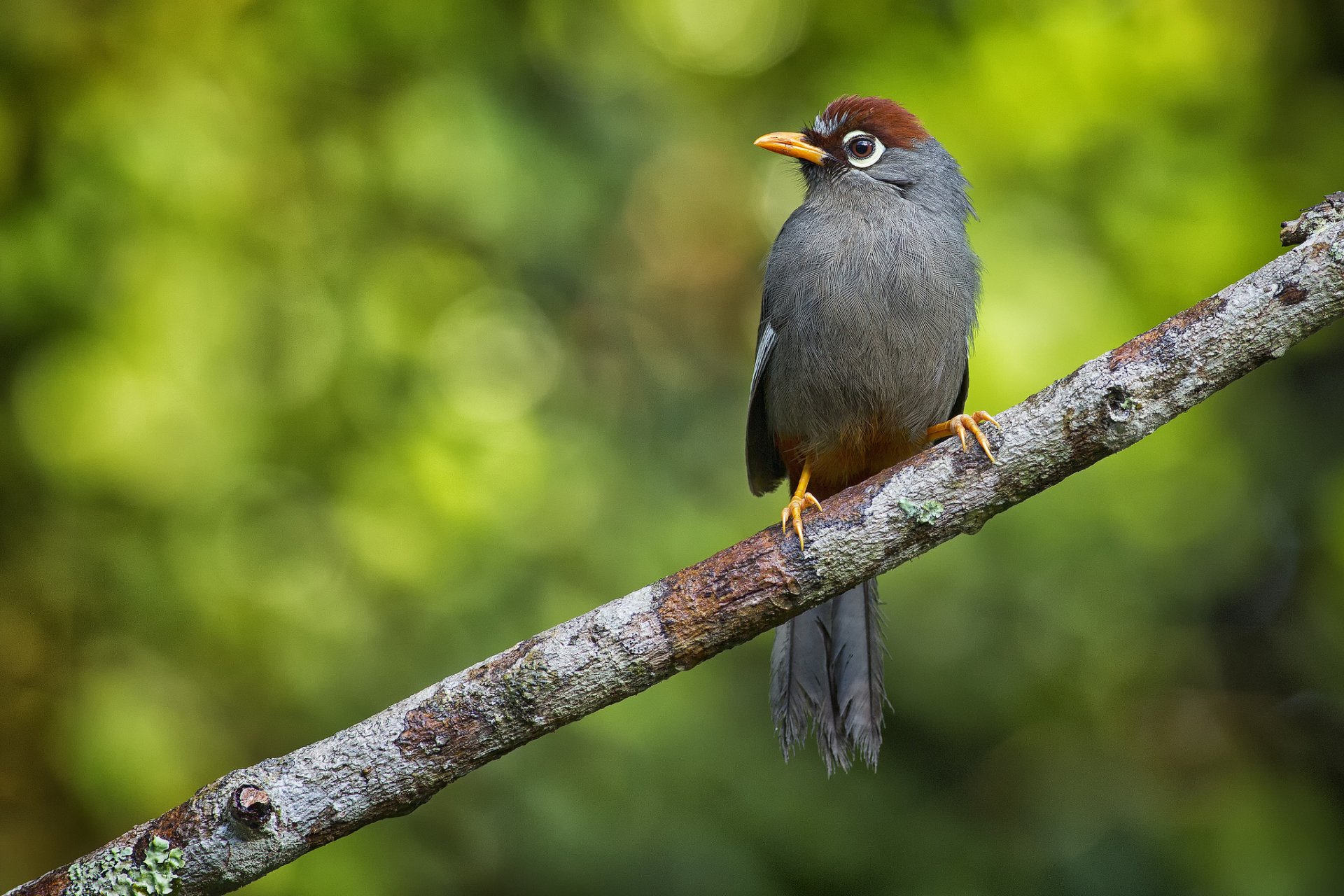 ptak krzew rodzina thymeliaceae rodzina ptaków wróblowych gałąź bokeh weng keong lew zdjęcia