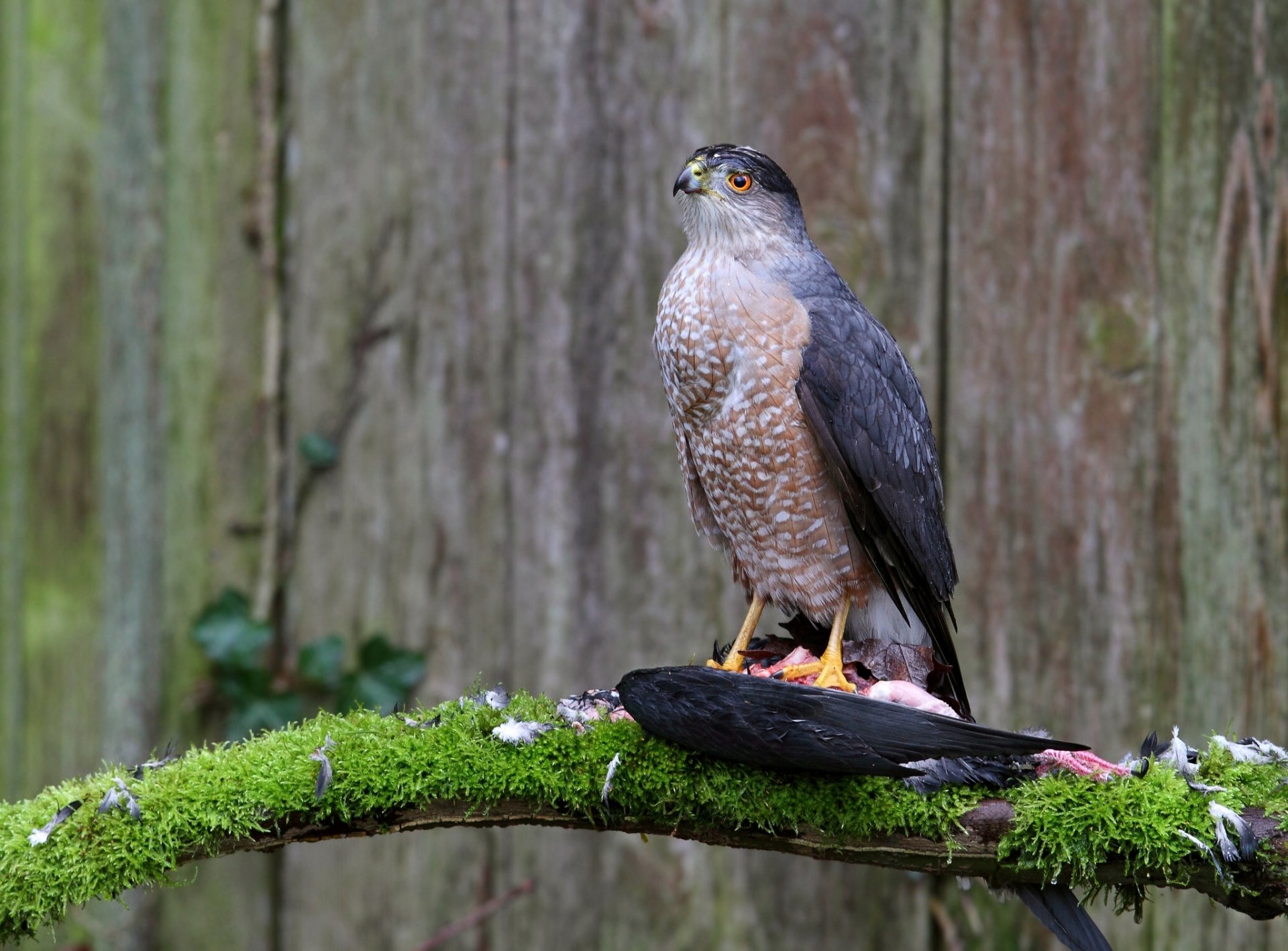 falco di cooper ramo cagna preda muschio uccello predatore