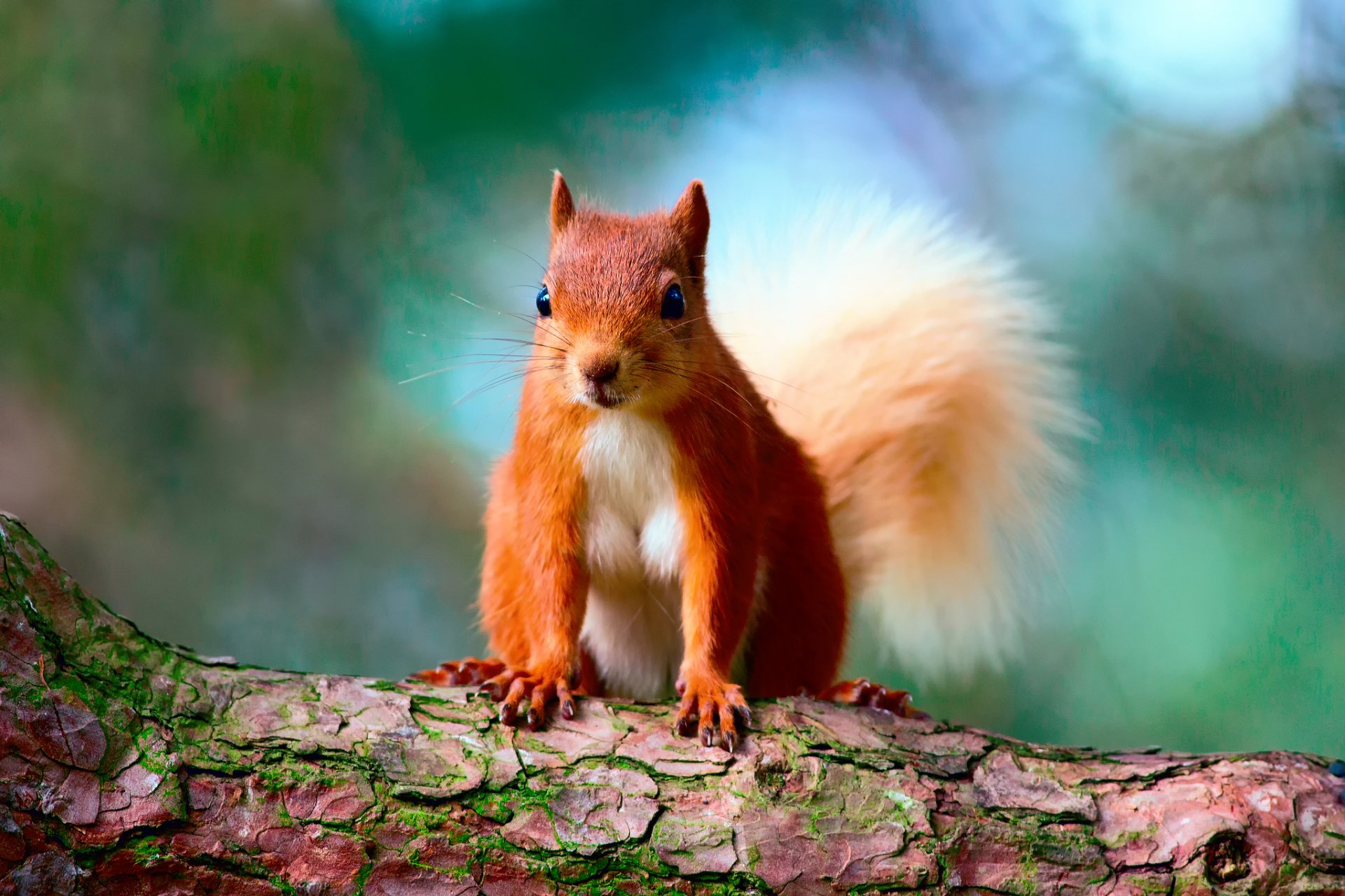 eichhörnchen baum rinde hintergrund