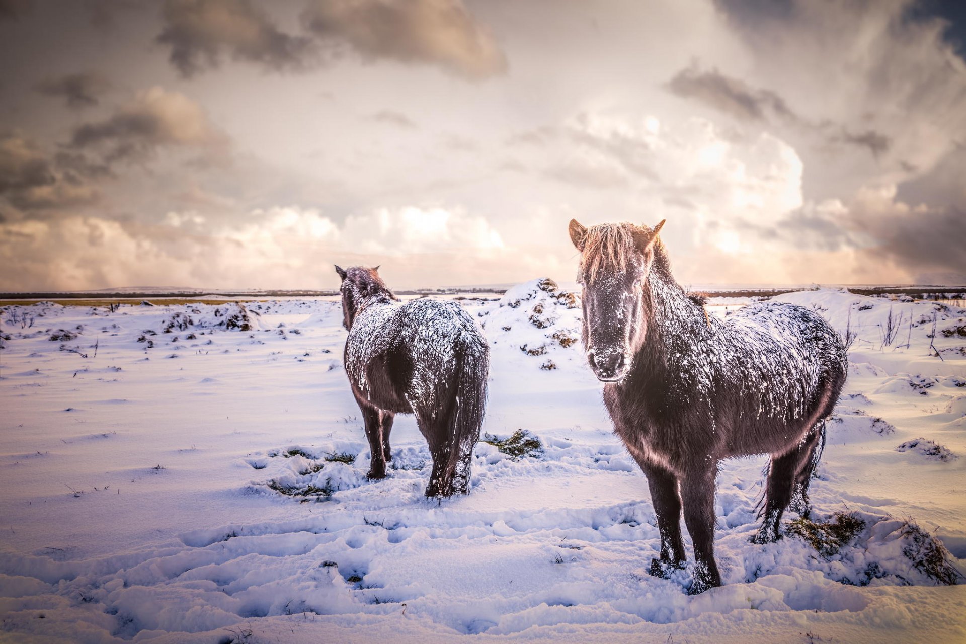 horse horses animals iceland snow winter the field nature