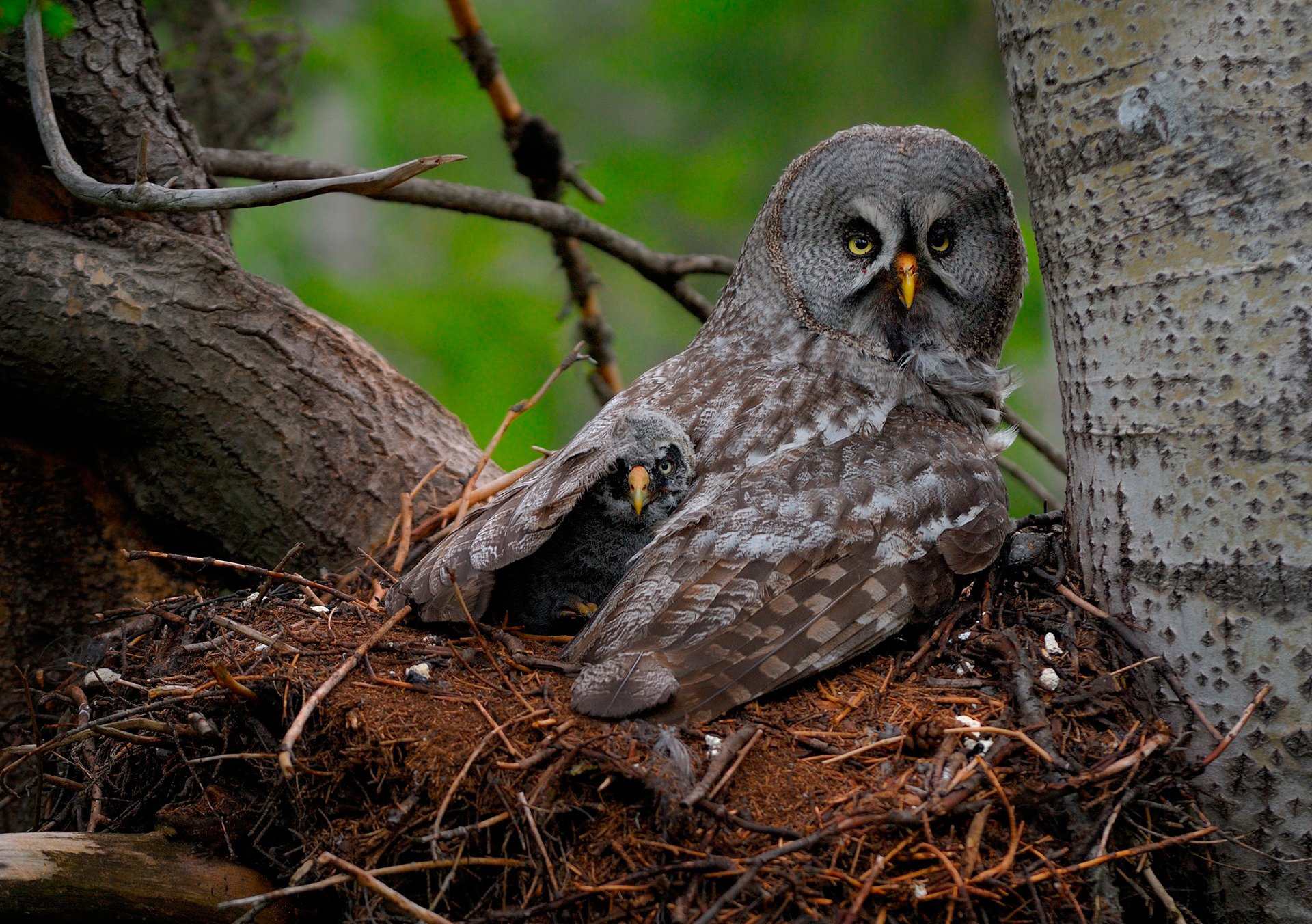 barbu hibou poussin oiseaux