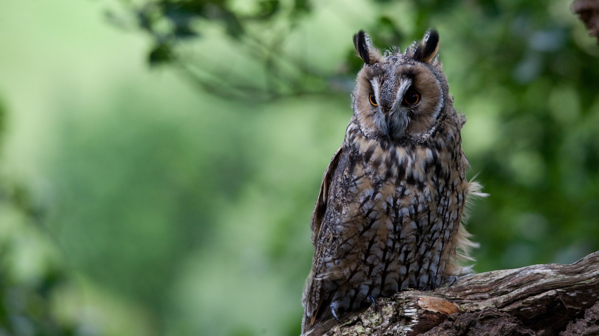 long-eared owl poultry log