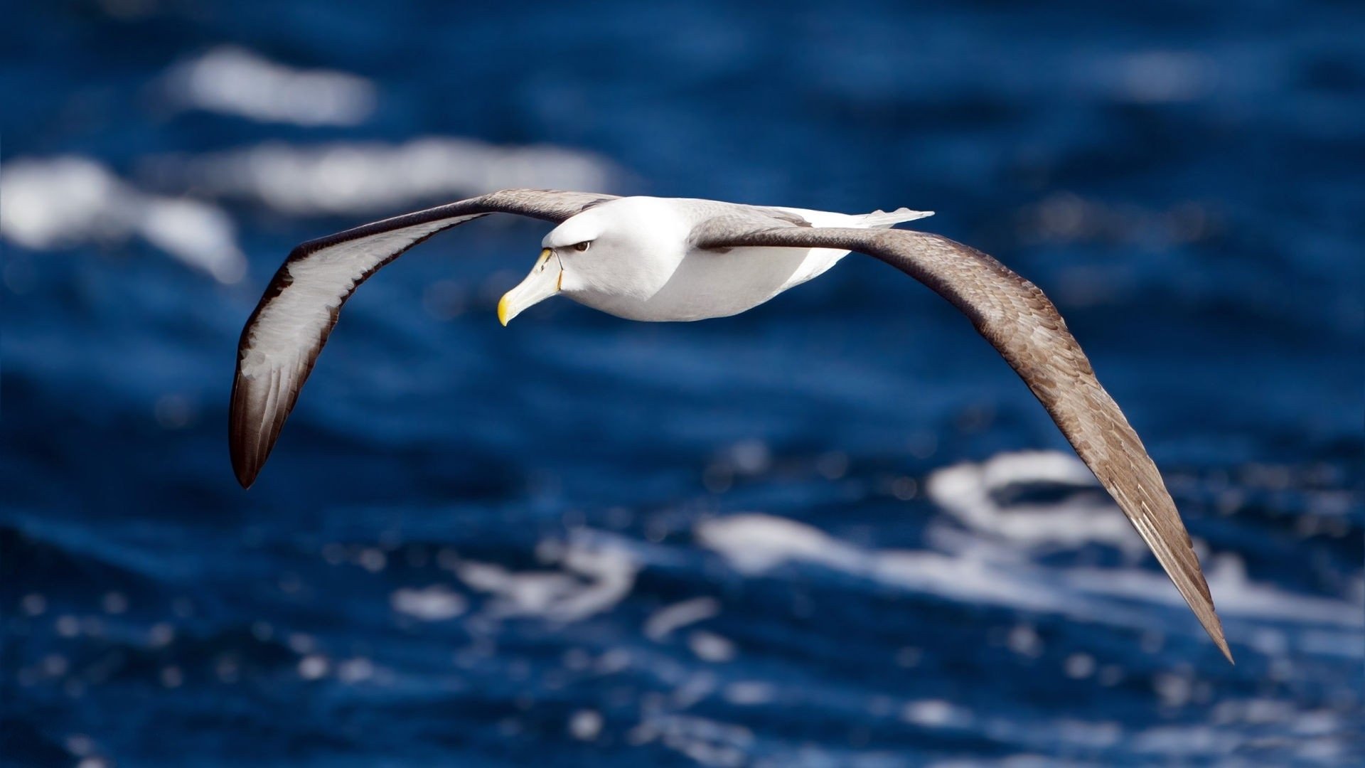 uccello albatro ali volo acqua