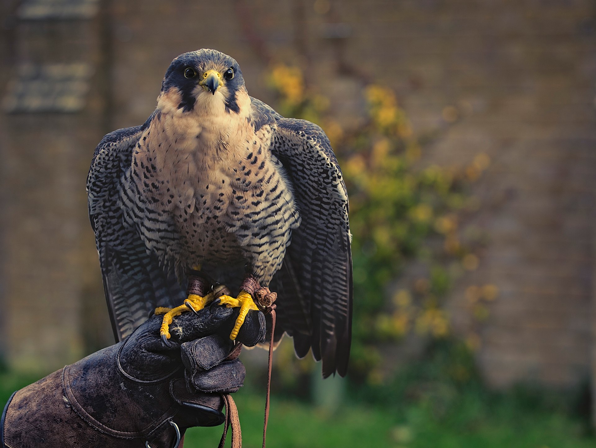 falco uccello guanto cacciatore predatore