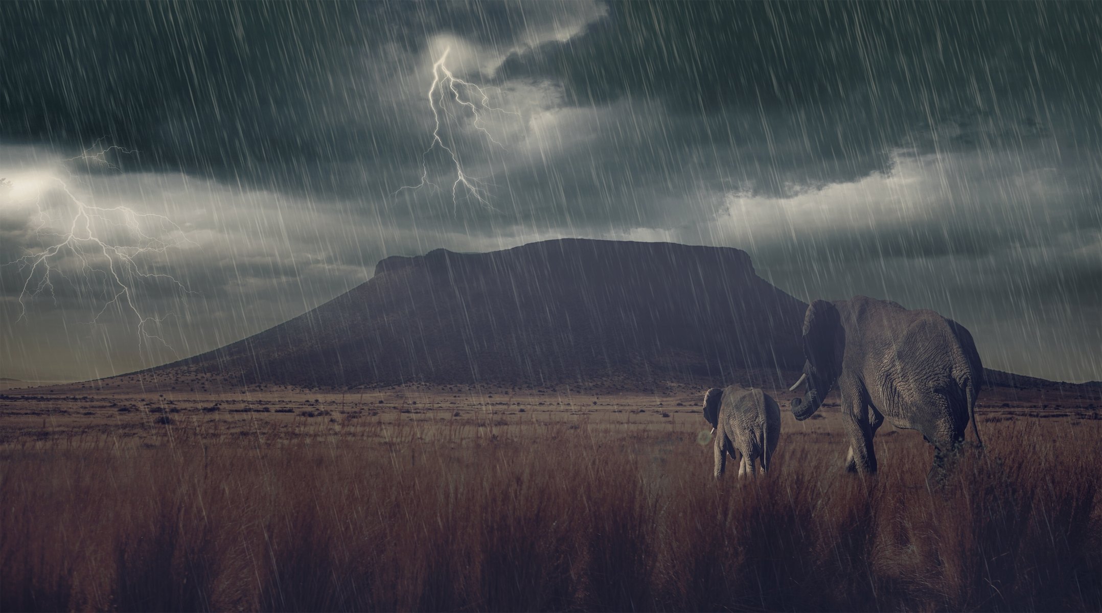 elephants elephant savannah the storm lightning rain mountain