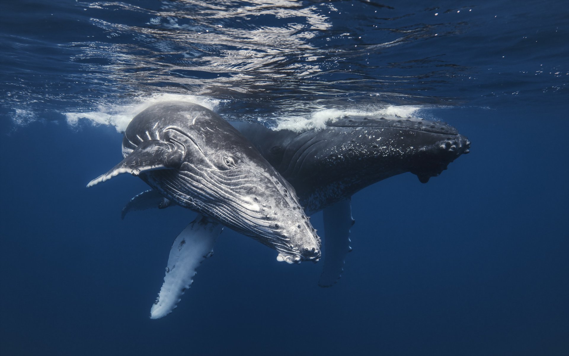 whales sea nature