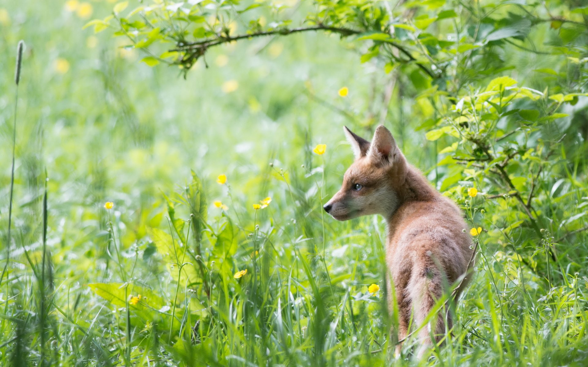 renard nature été