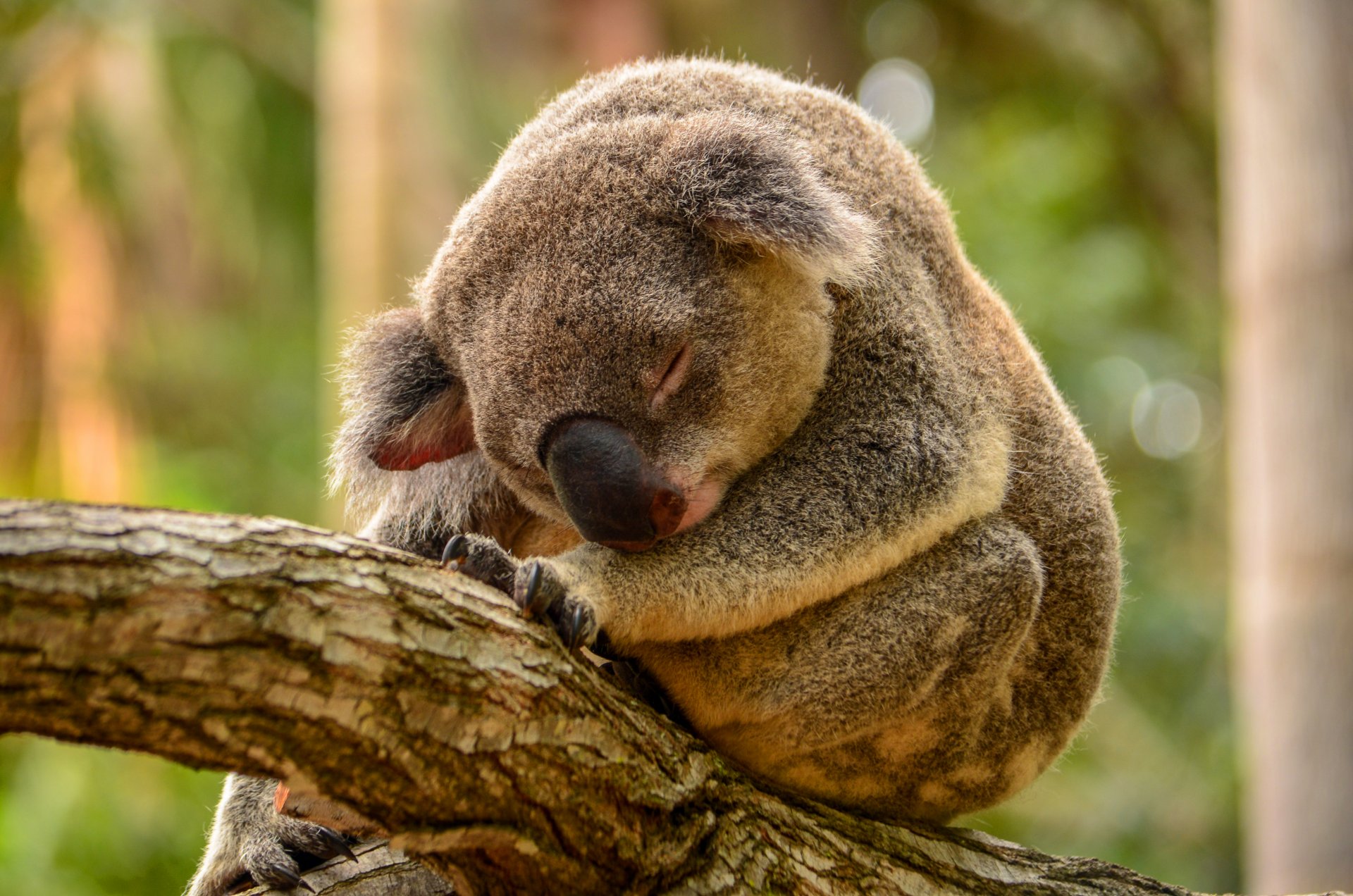 tree koala sleeping green