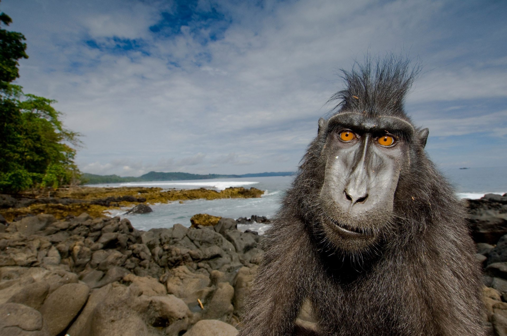 monkey beach hair style cristiano cristiano ronaldo