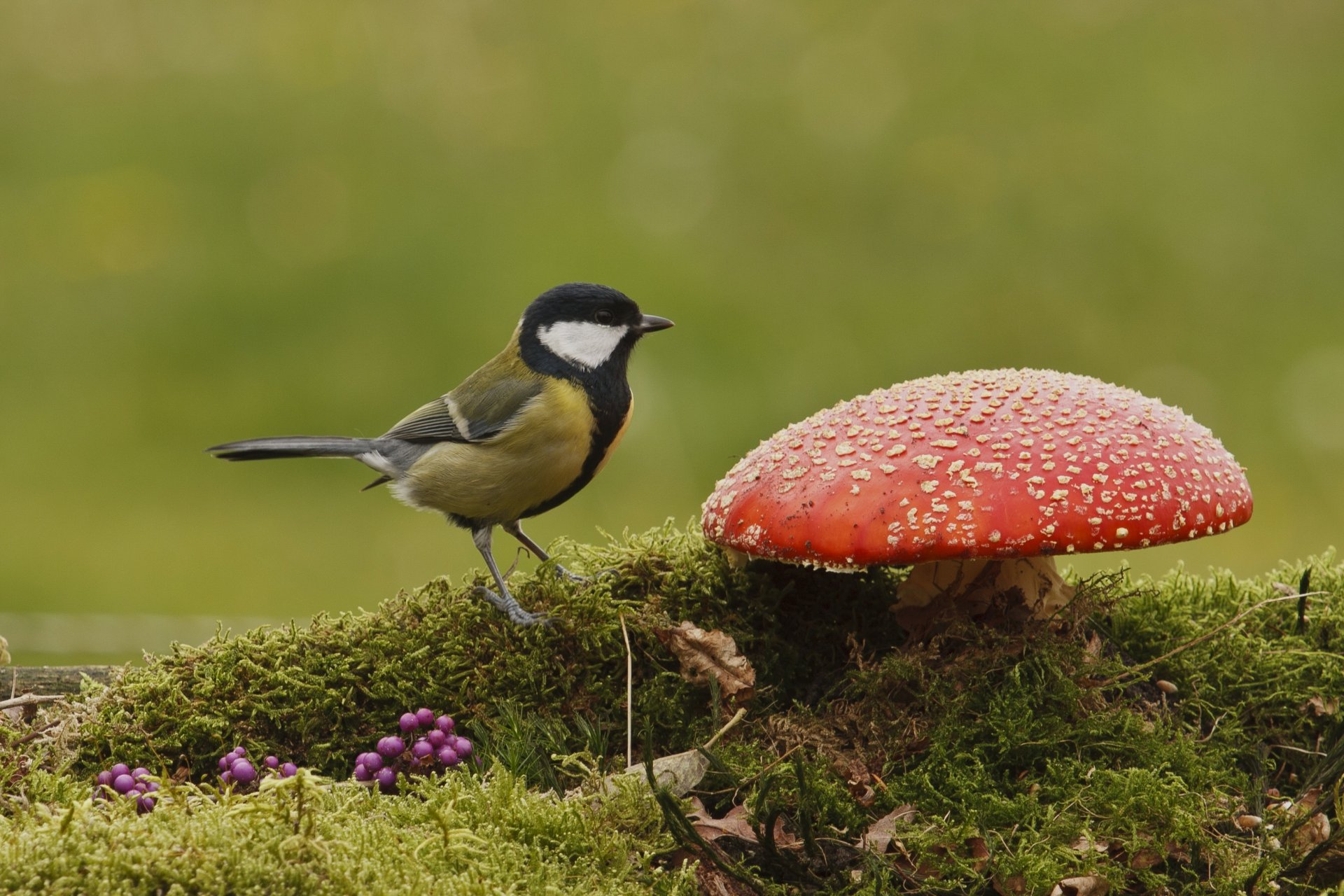 vogel meise amanita pilz moos beeren herbst natur