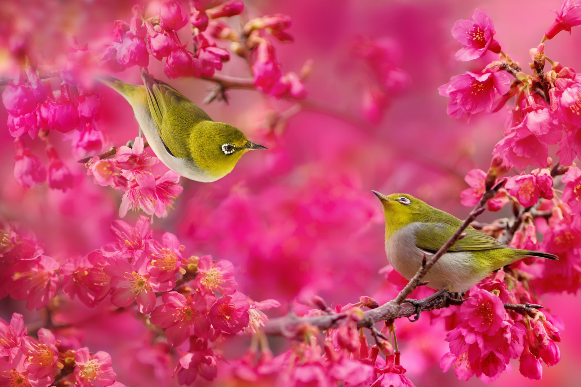 giapponese occhi bianchi uccelli coppia ramo di un albero cremisi fiori in fiore