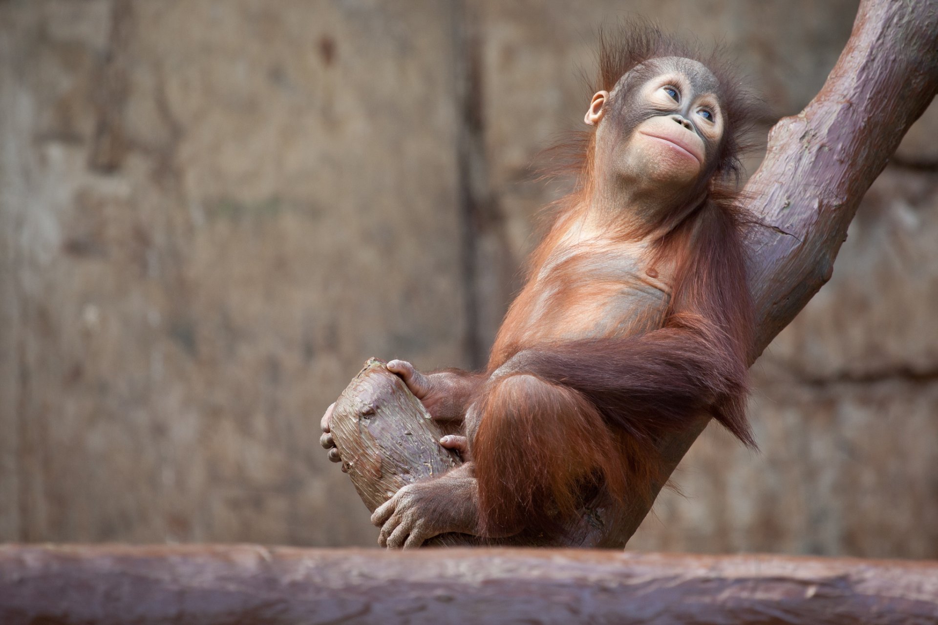 orang-utan affe tiere baum natur