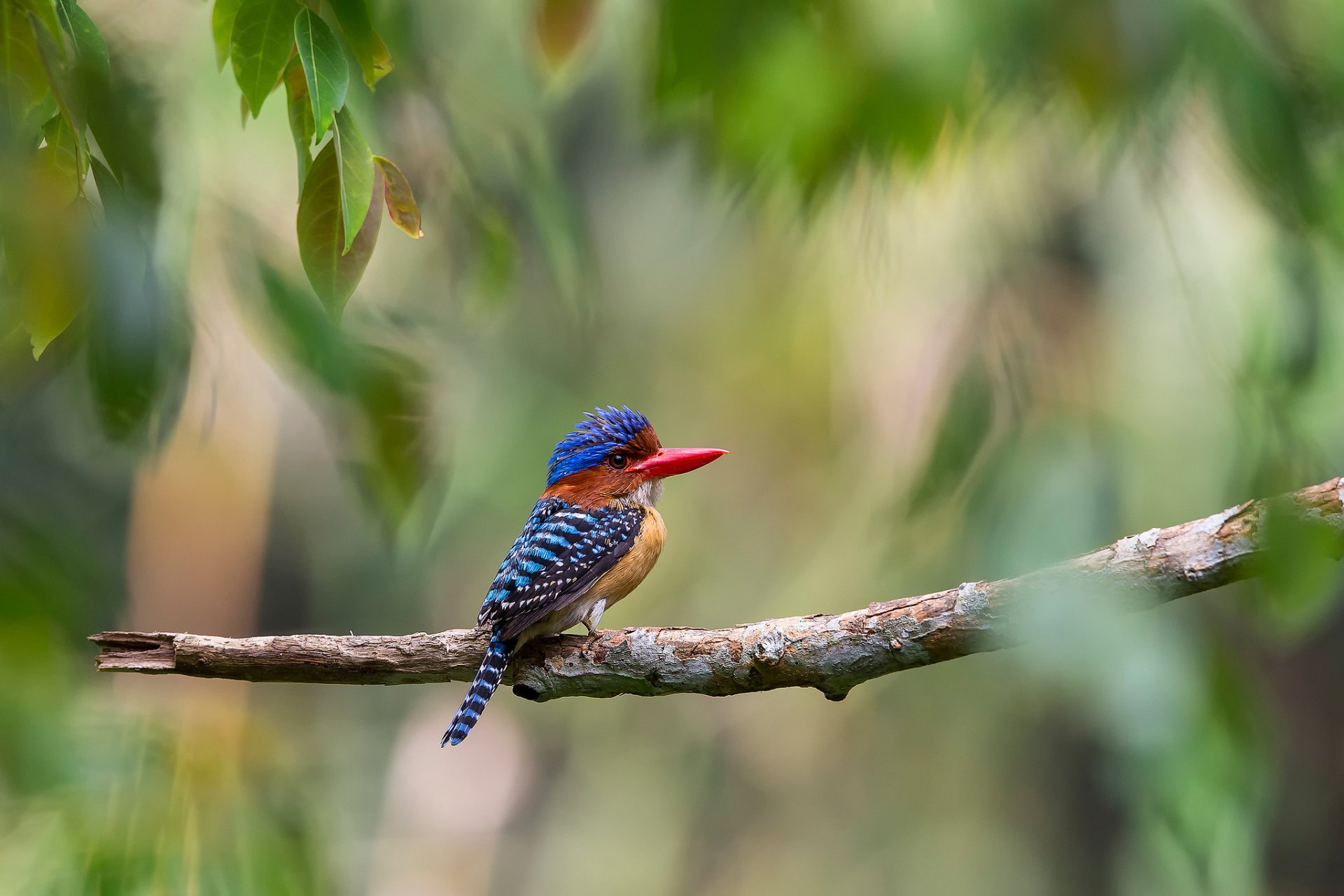 malaisie jungle arbres feuillage branche oiseau martin-pêcheur rayé lacedo pulchella