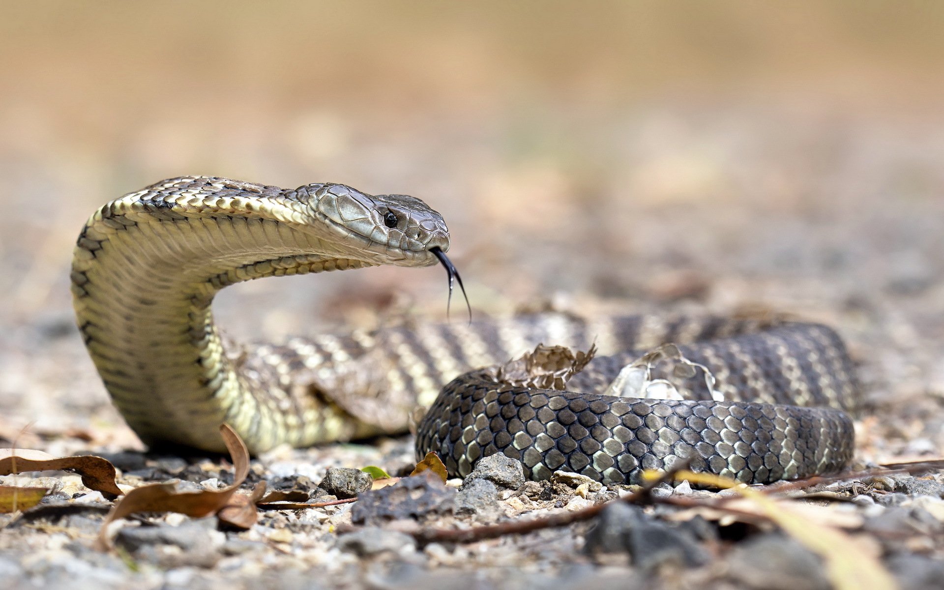 serpent tigre nature gros plan