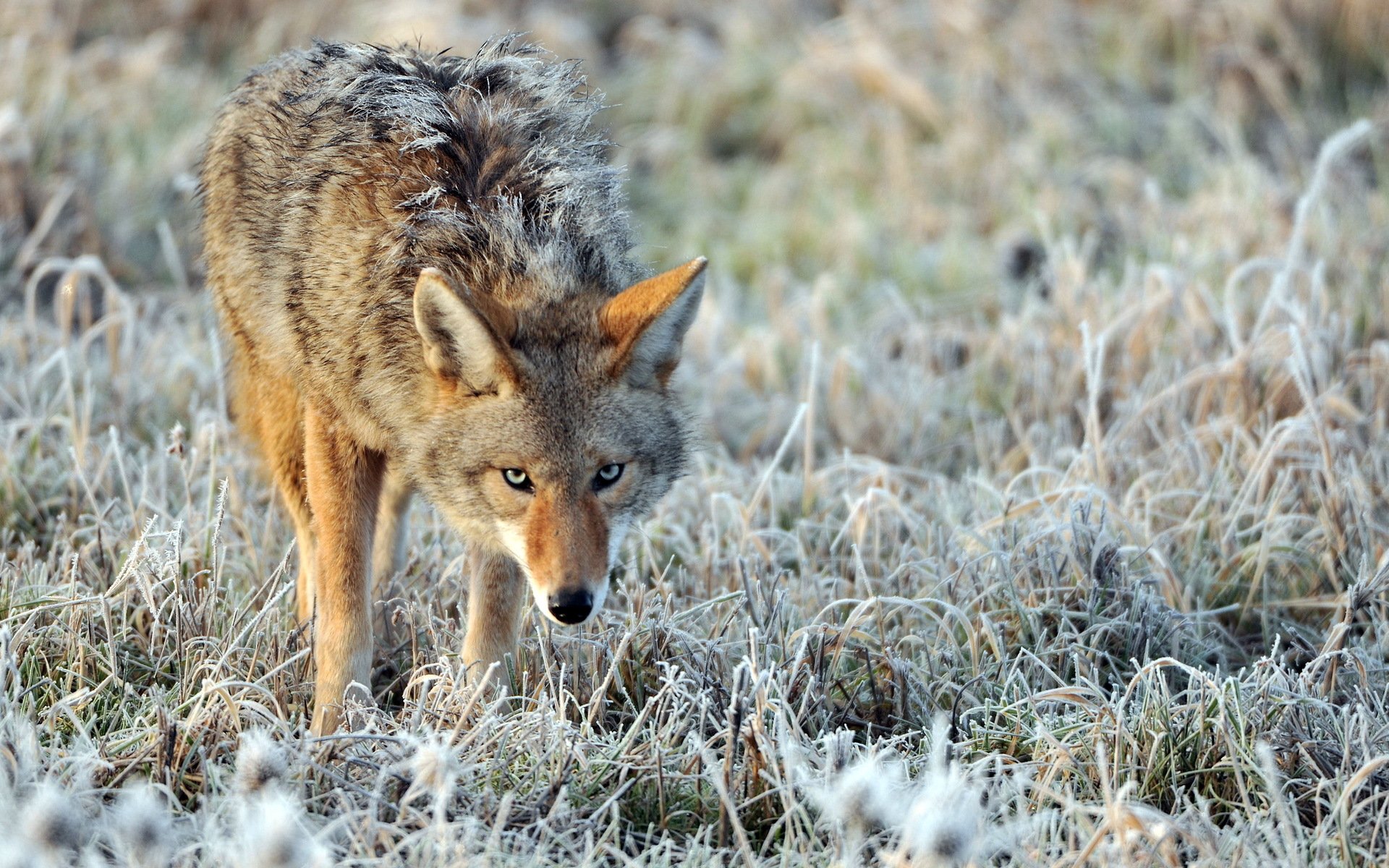 naturaleza escarcha coyote solitario despeinado mirada alerta escarcha hierba borrosidad