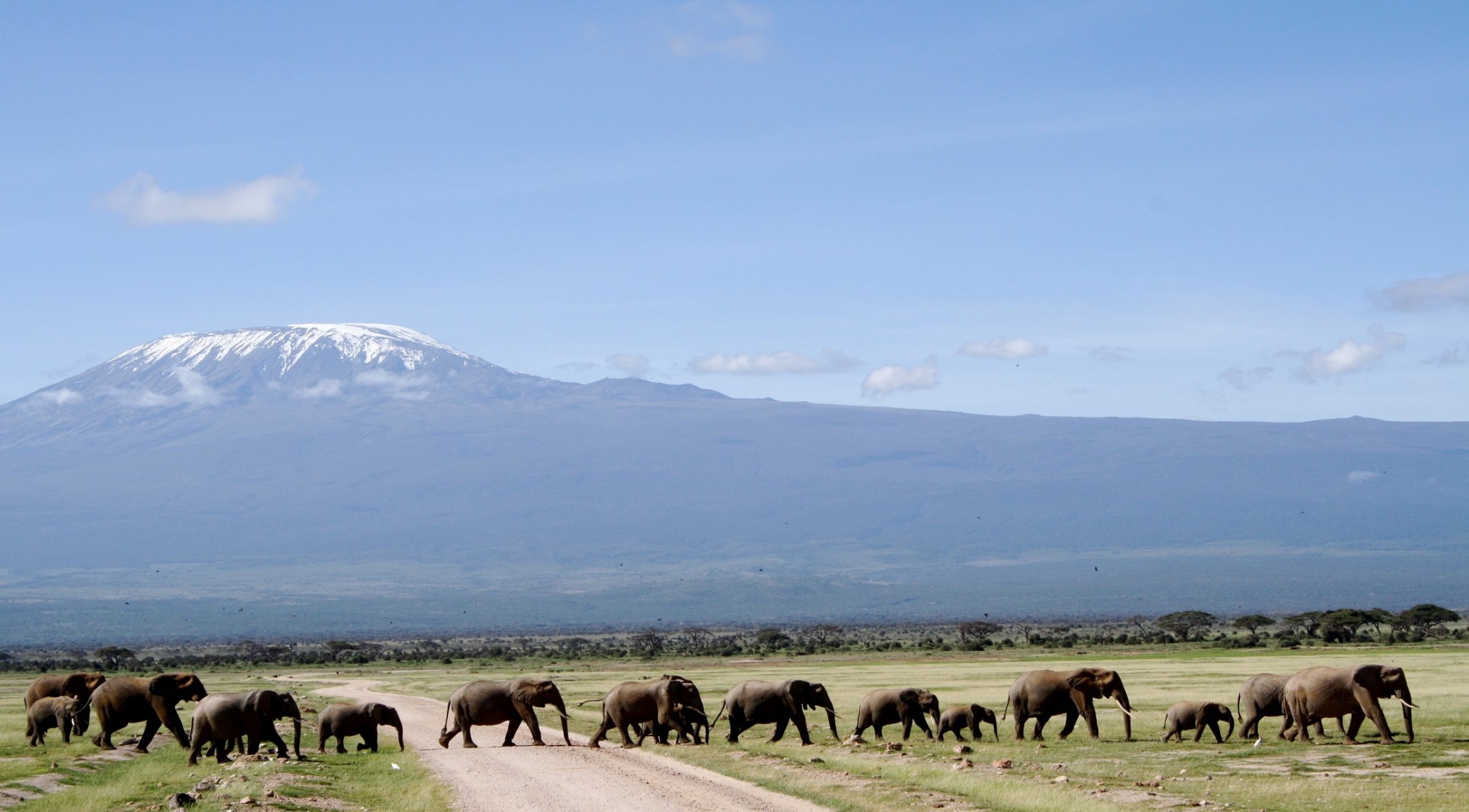 animals elephants road mountain sky reserve