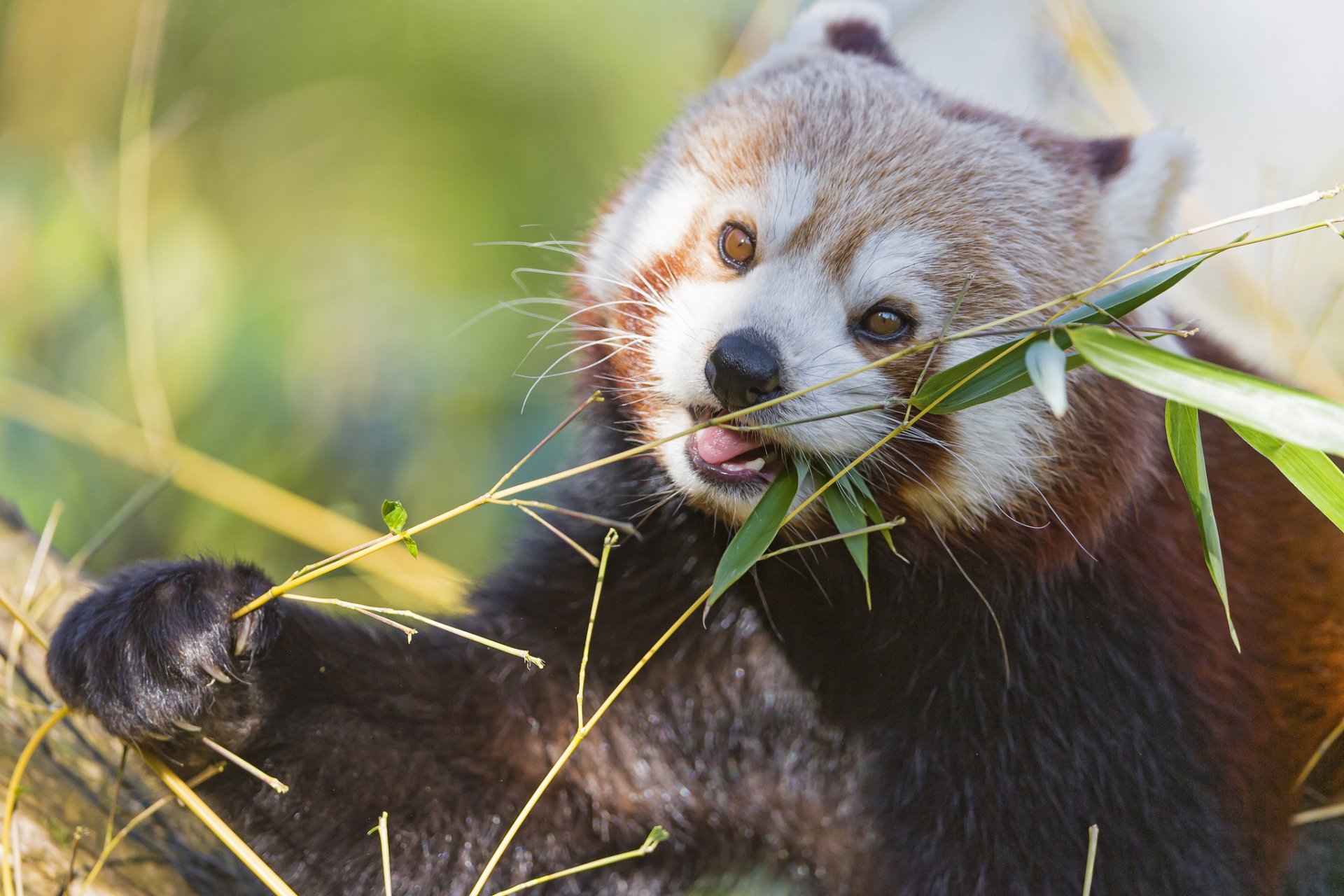 czerwona panda firefox gałąź bambus mała panda ©tambako the jaguar