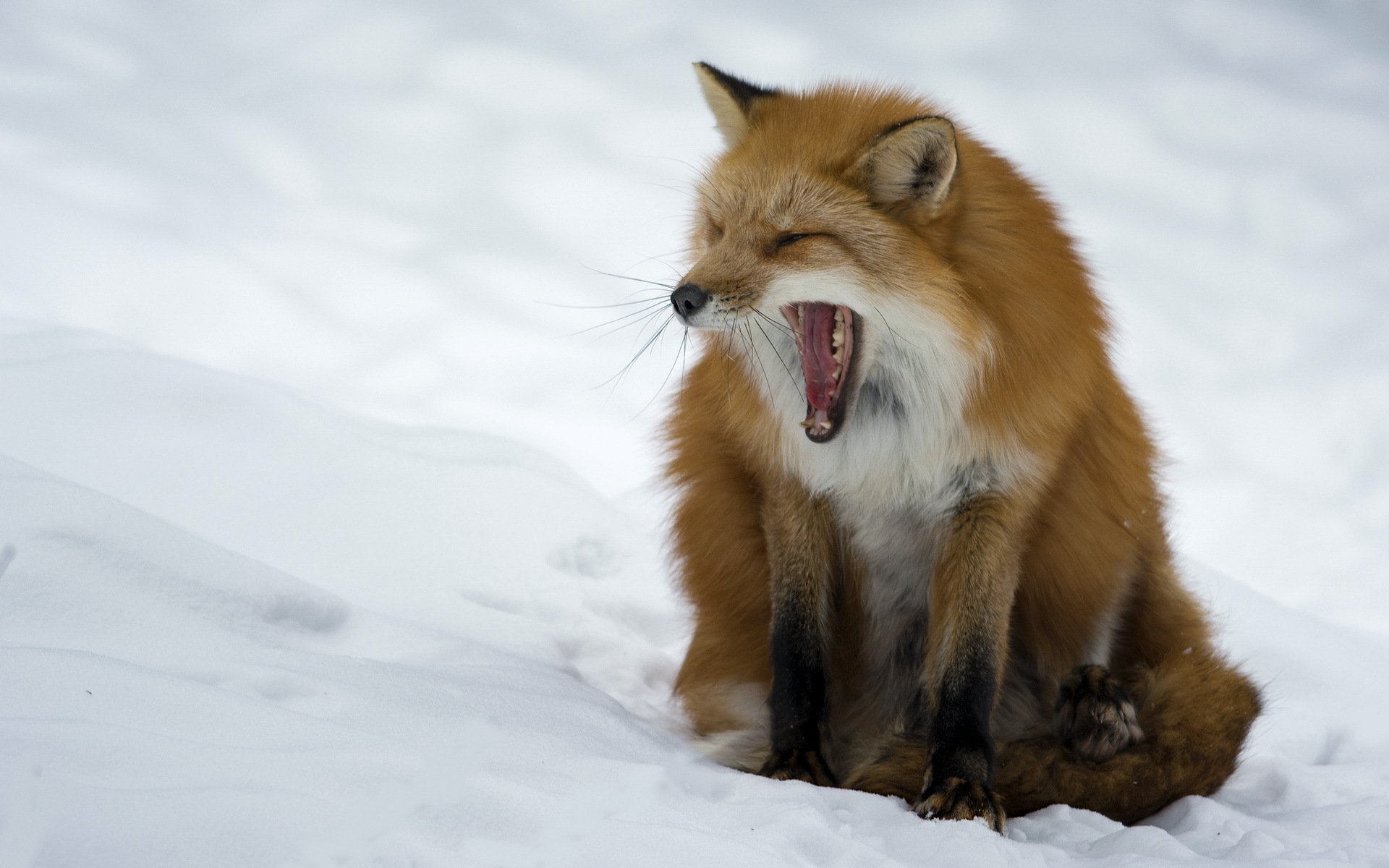 renard nature hiver