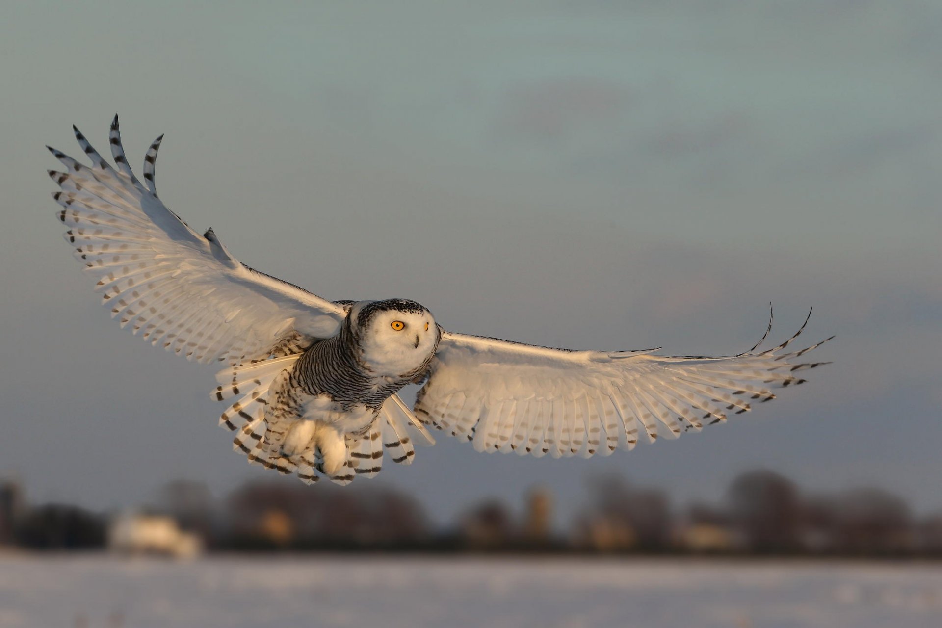 owl wing