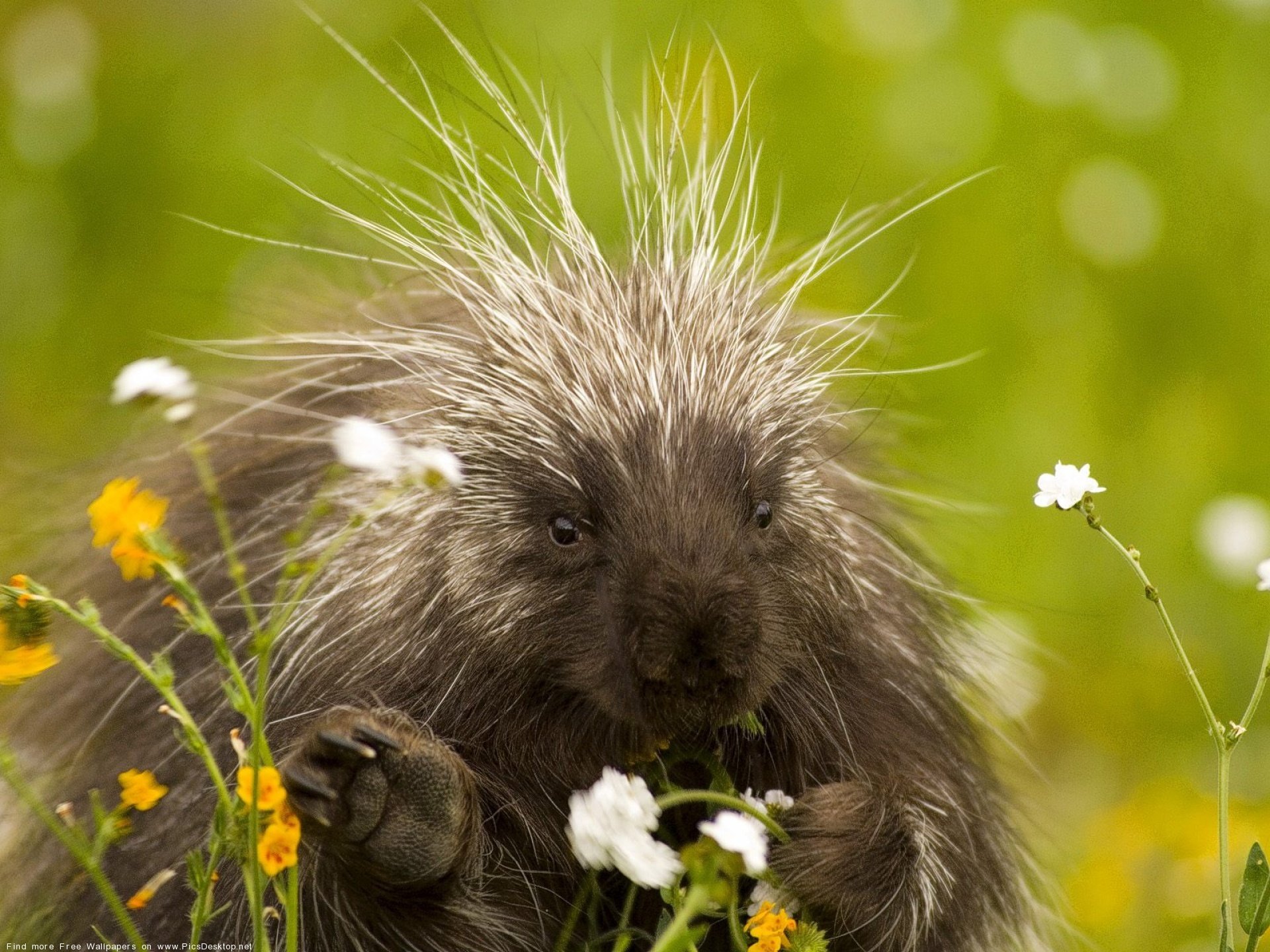 tiere tier stachelschwein natur