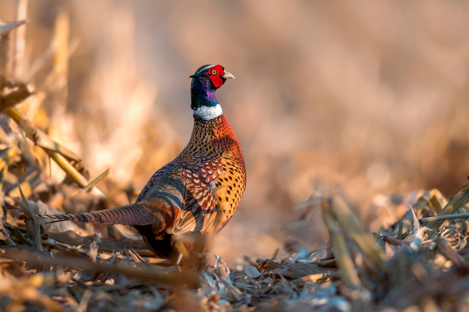 pheasant poultry