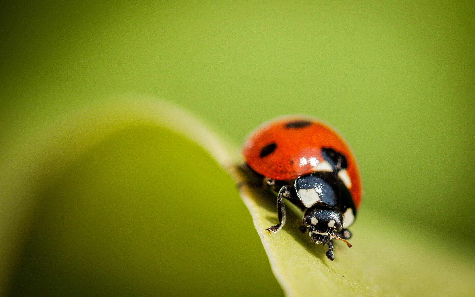 ladybug nature close up