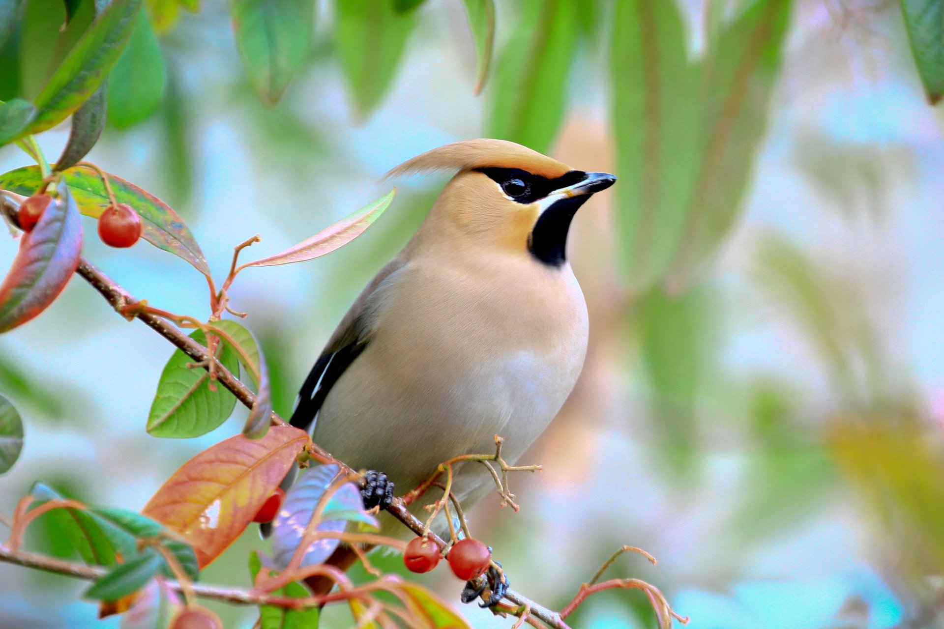 tree branches leaves berries poultry color