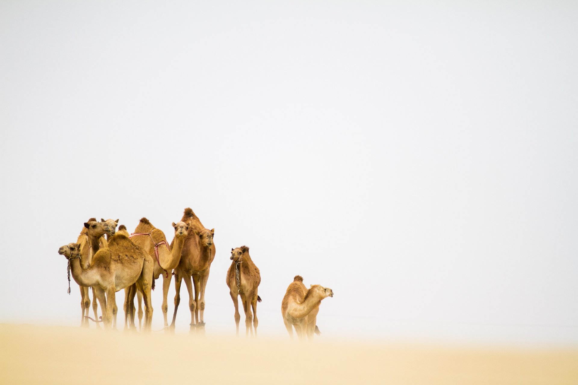 desierto camellos tormenta de arena