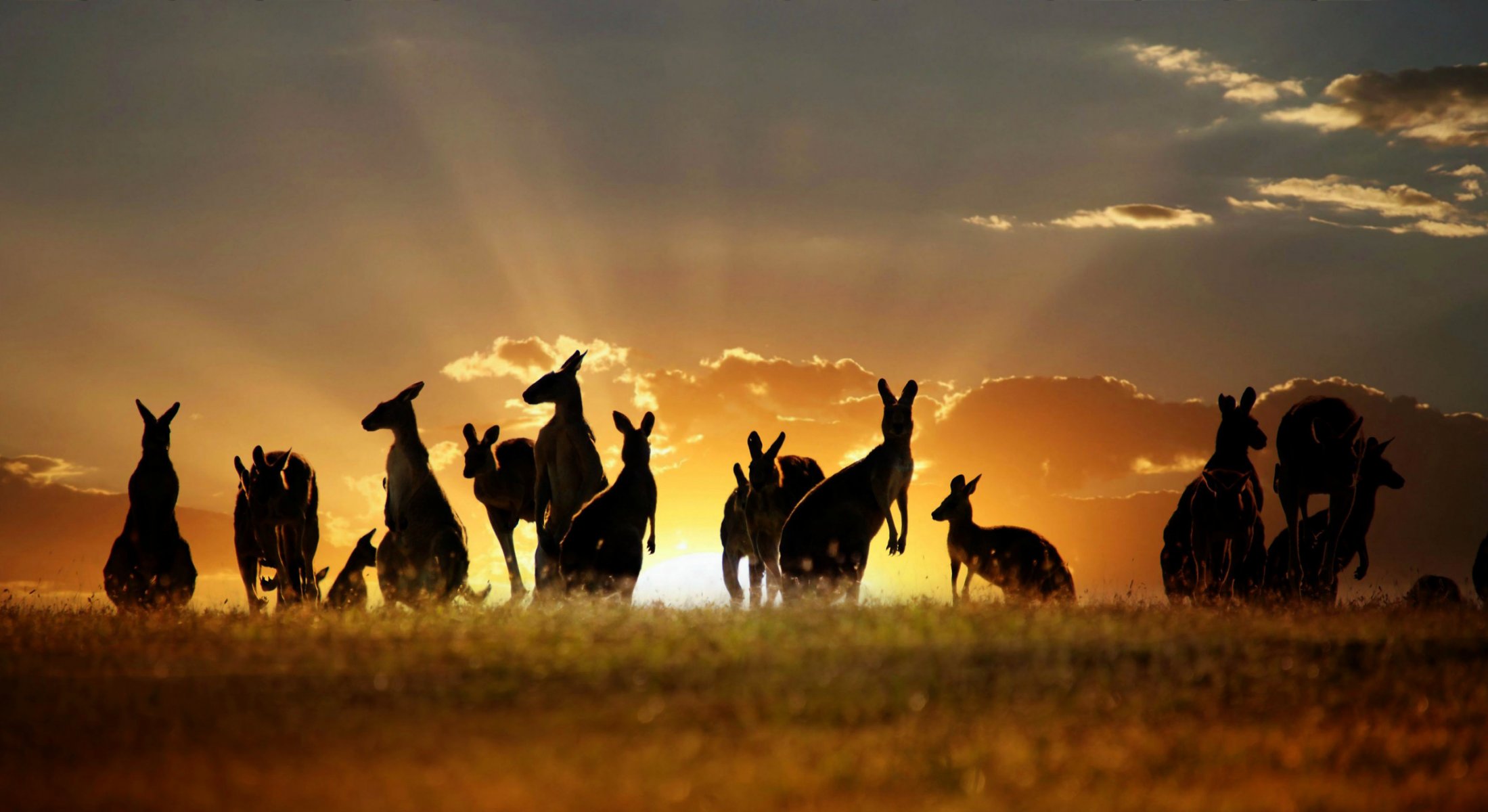 canguro australia cielo nubes puesta de sol naturaleza