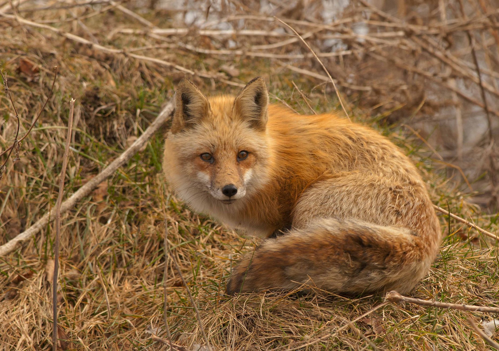 renard rousse branches